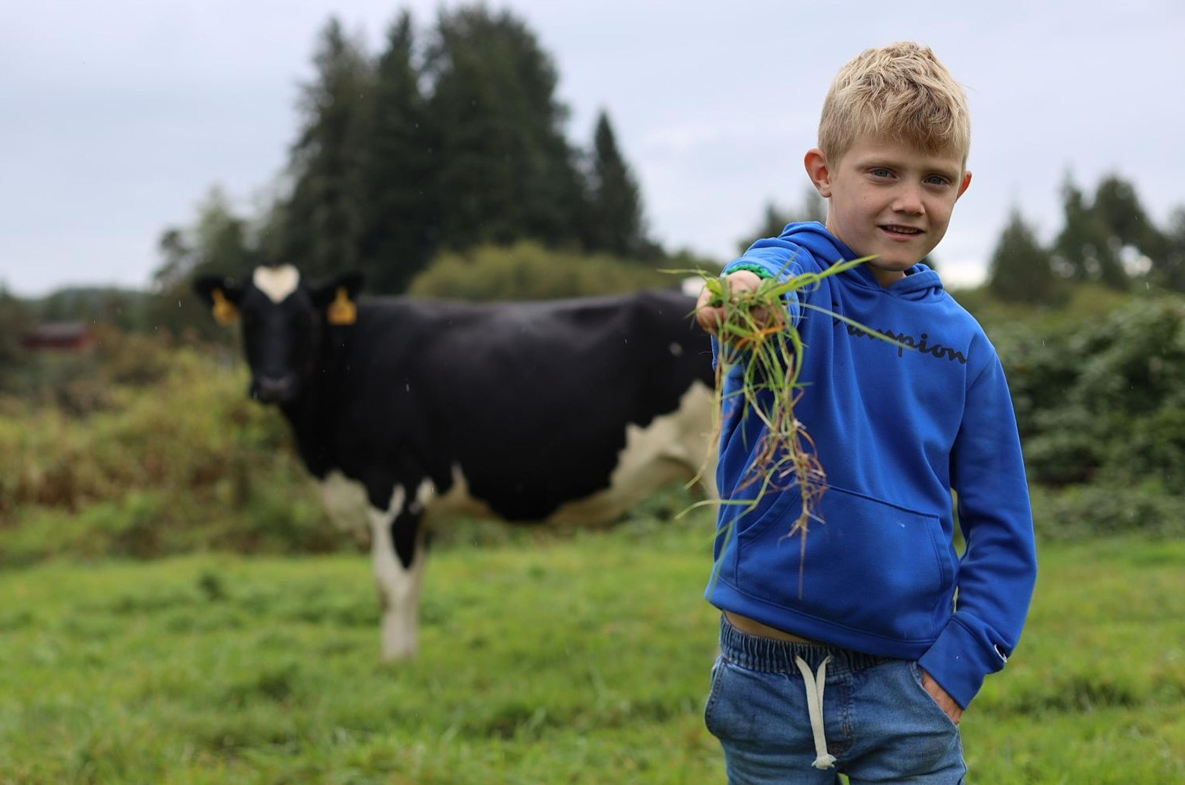 A boy holds grass as a cow stands in the background on pasture in Washington.