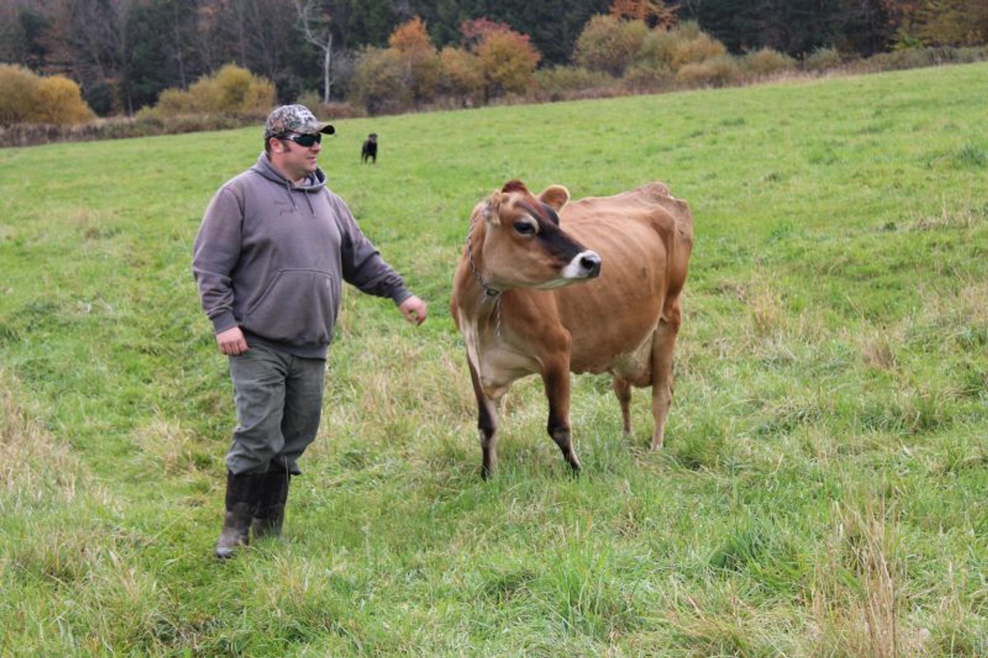 Farmer stops to pet a cow on organic pasture.