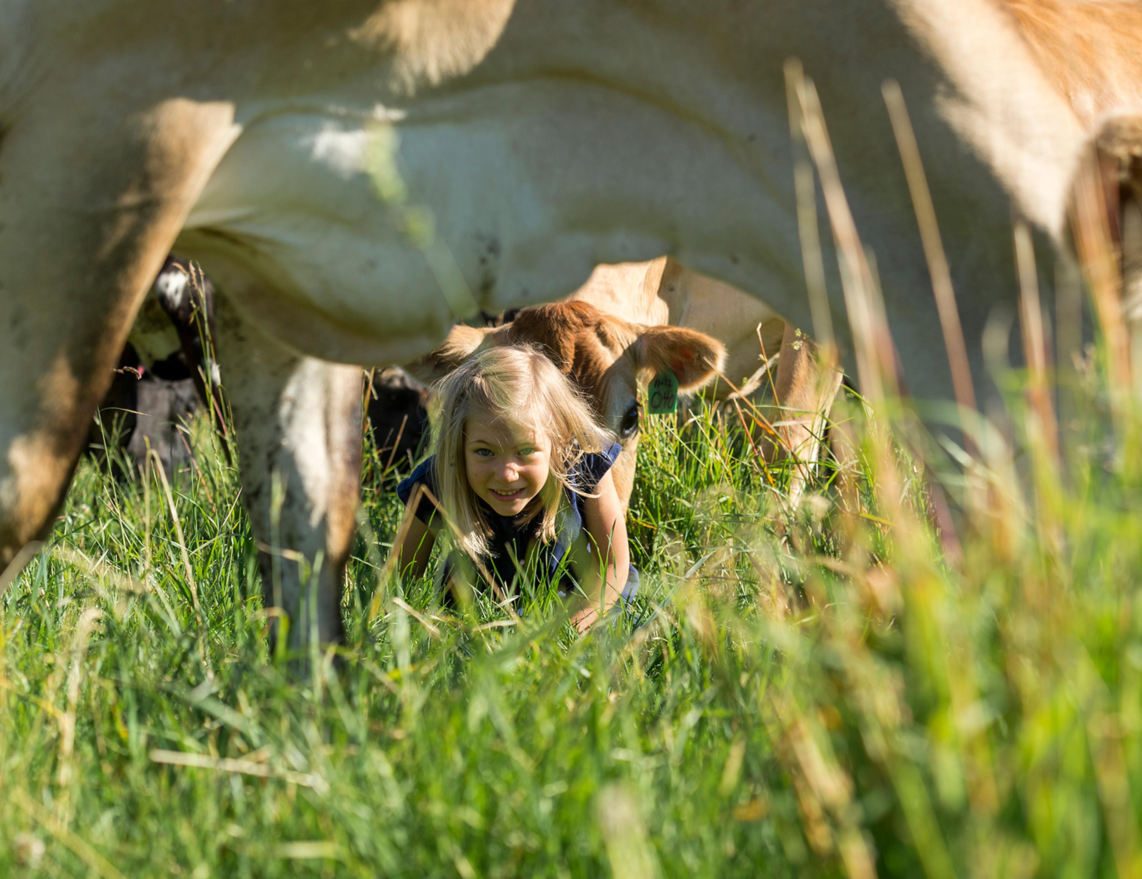 Little girl peeks out from under a cow in a grassy field.