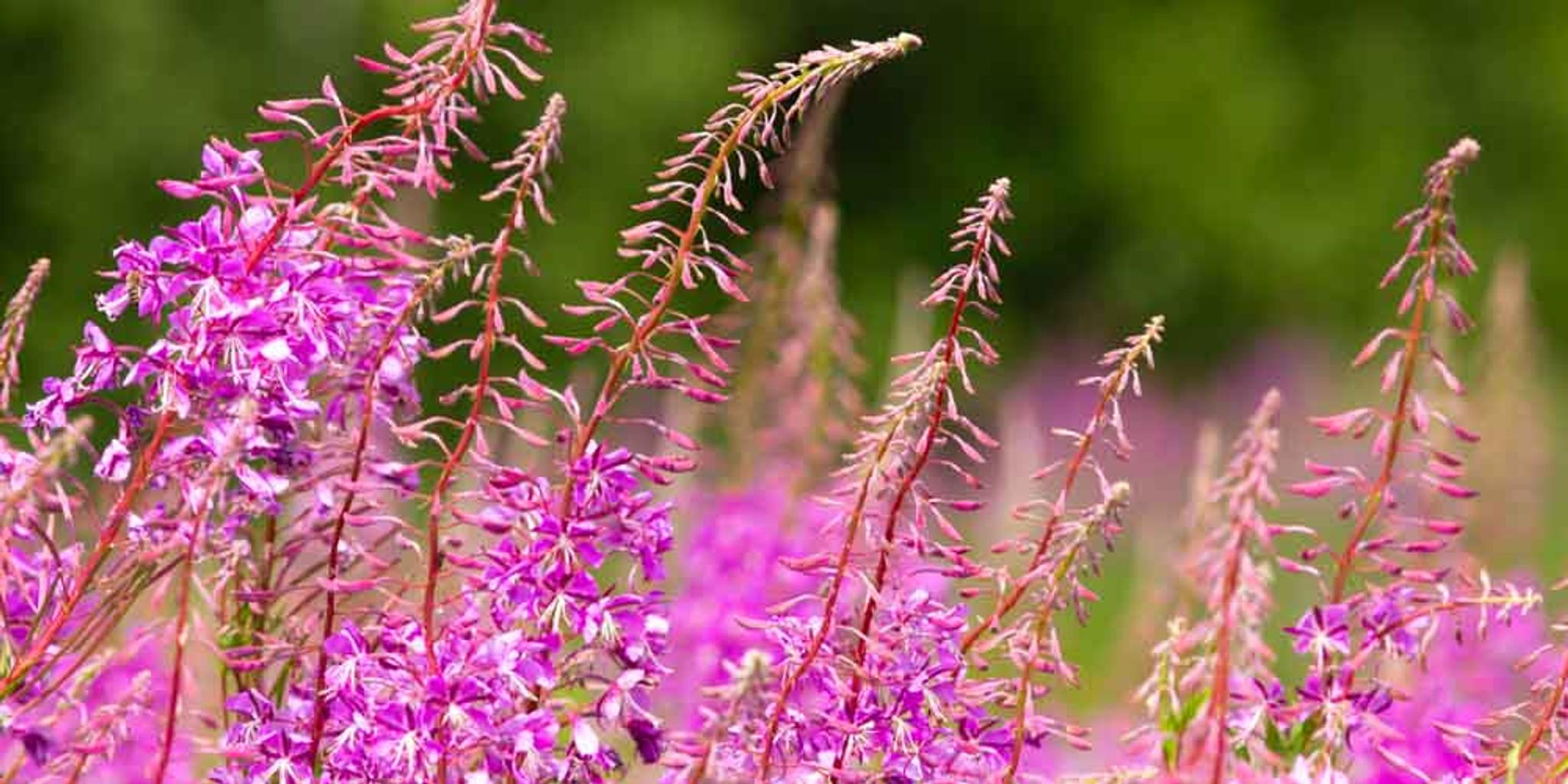 Close-up image of fireweed. 