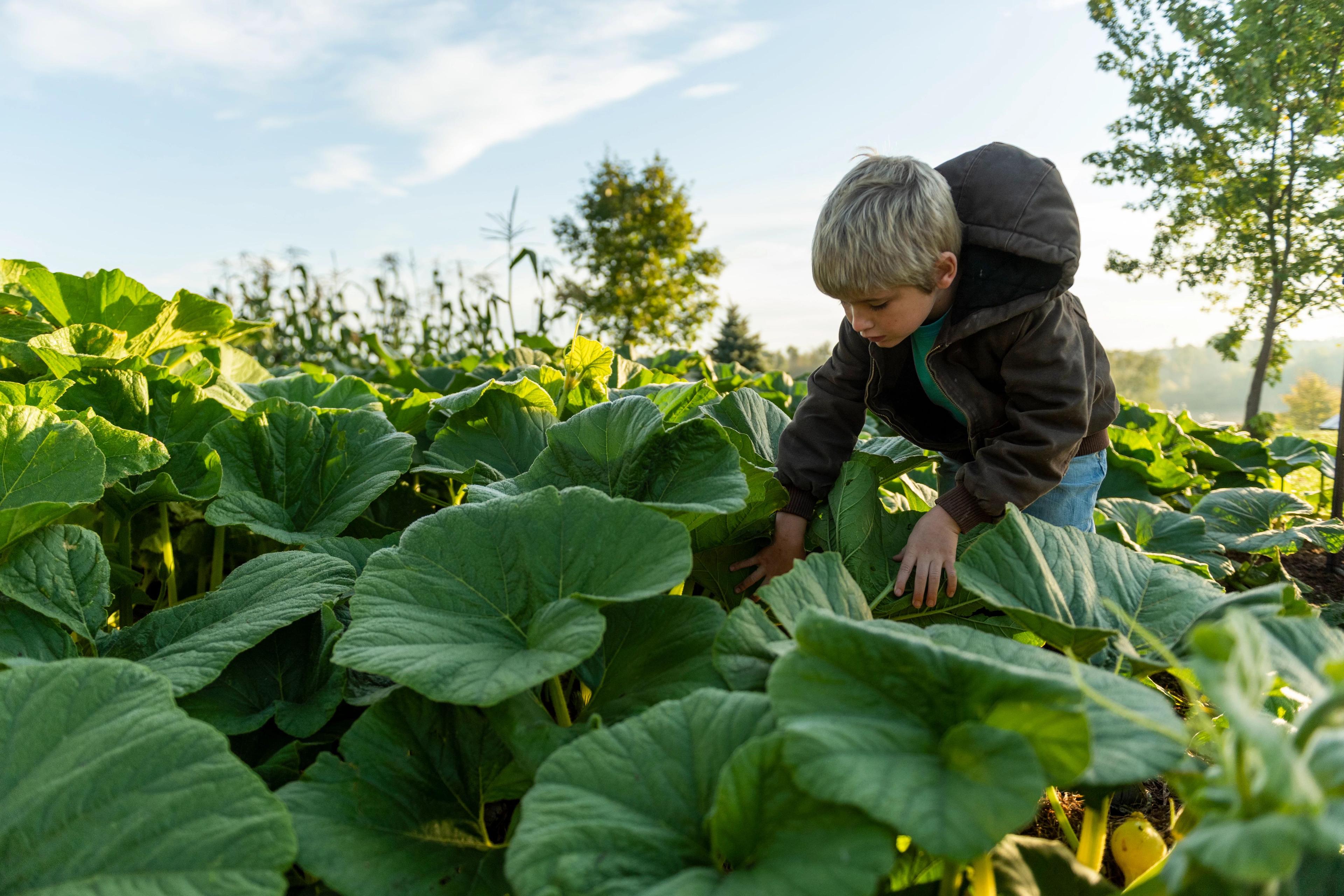 Produce on an organic farm in Wisconsin.
