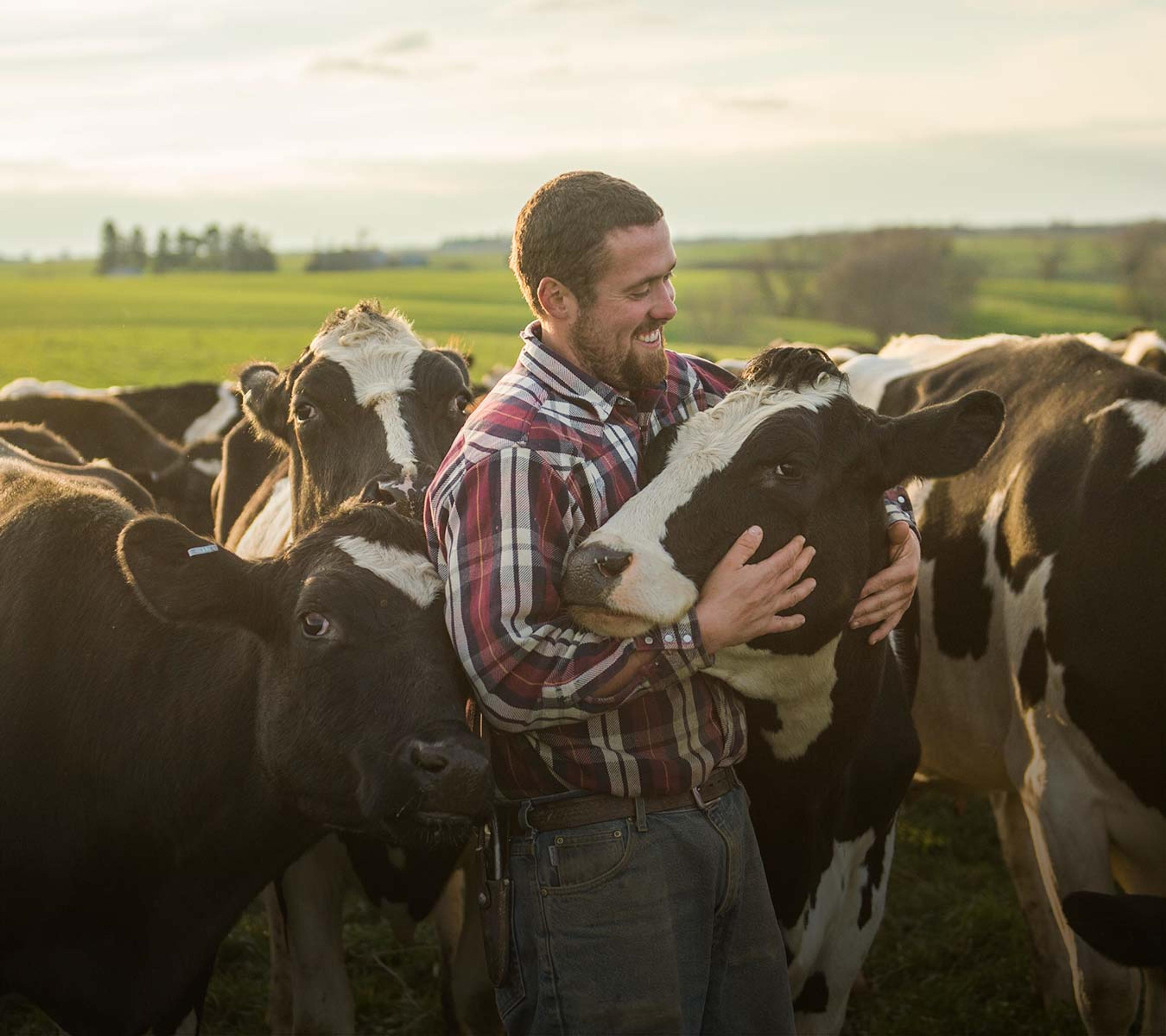 A farmer standing amongst his heard of cows outside.