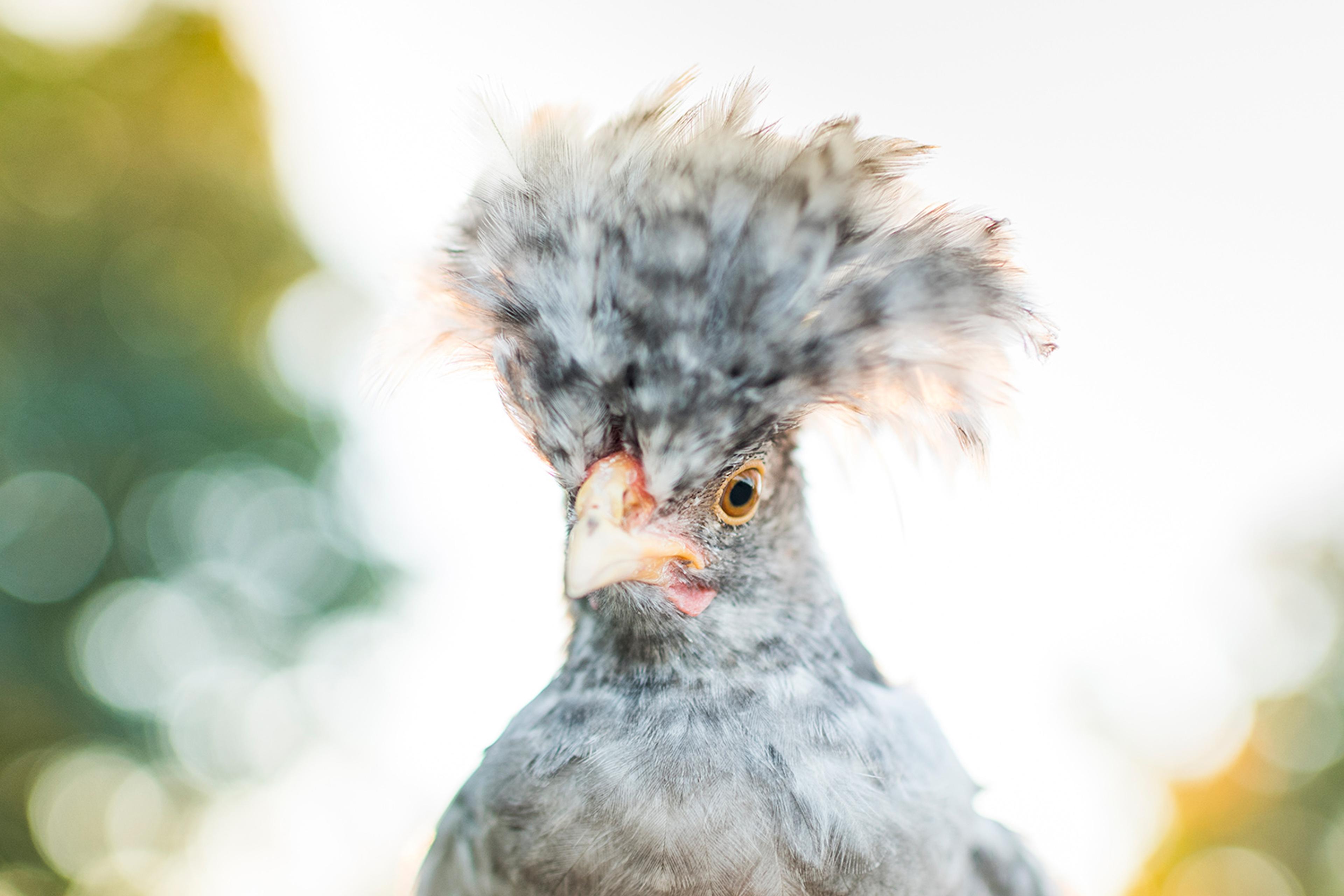 A chicken with feathers sticking out looks at the camera at the DeKam farm.