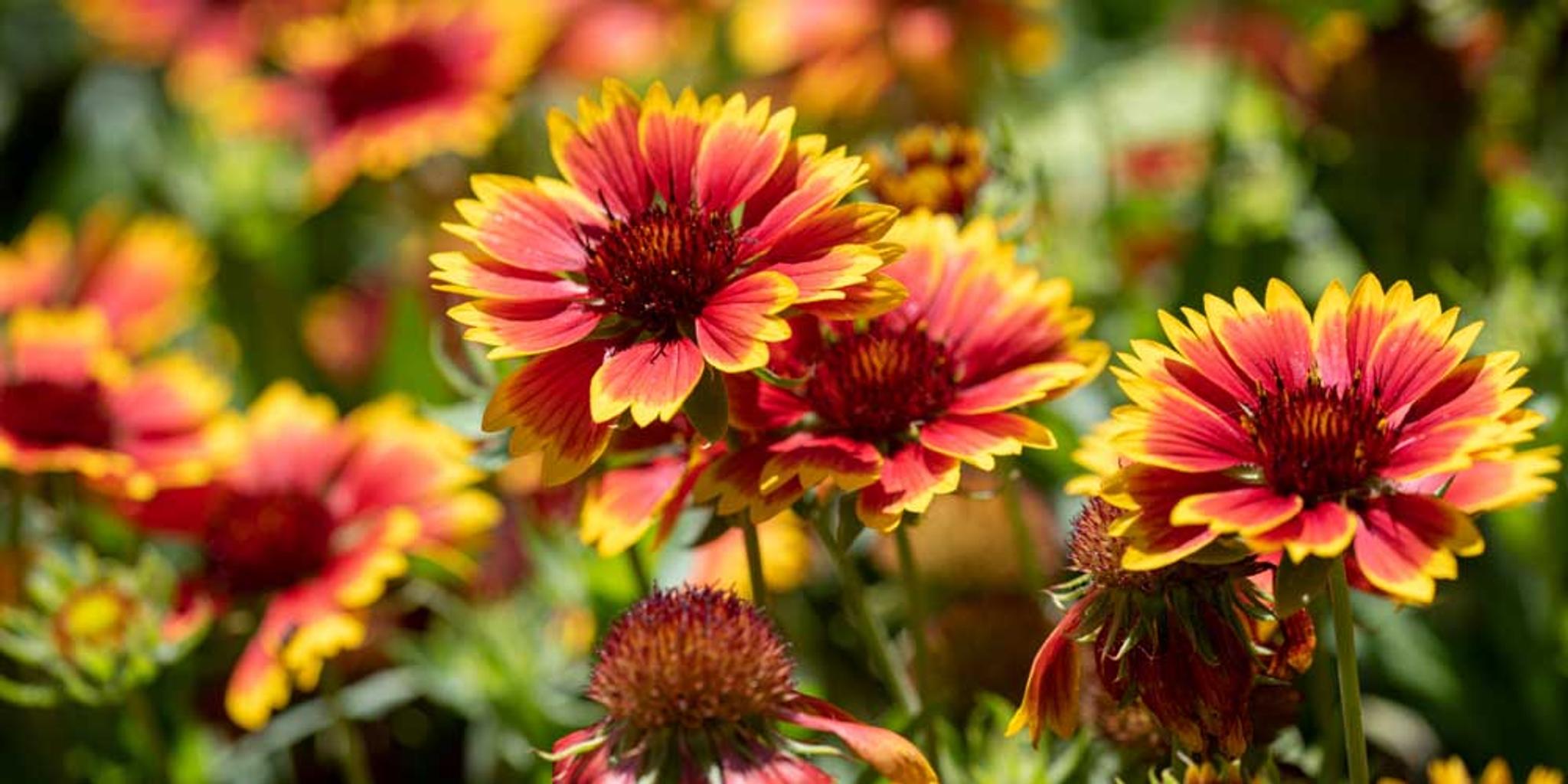 Dozens of Indian blanket plants