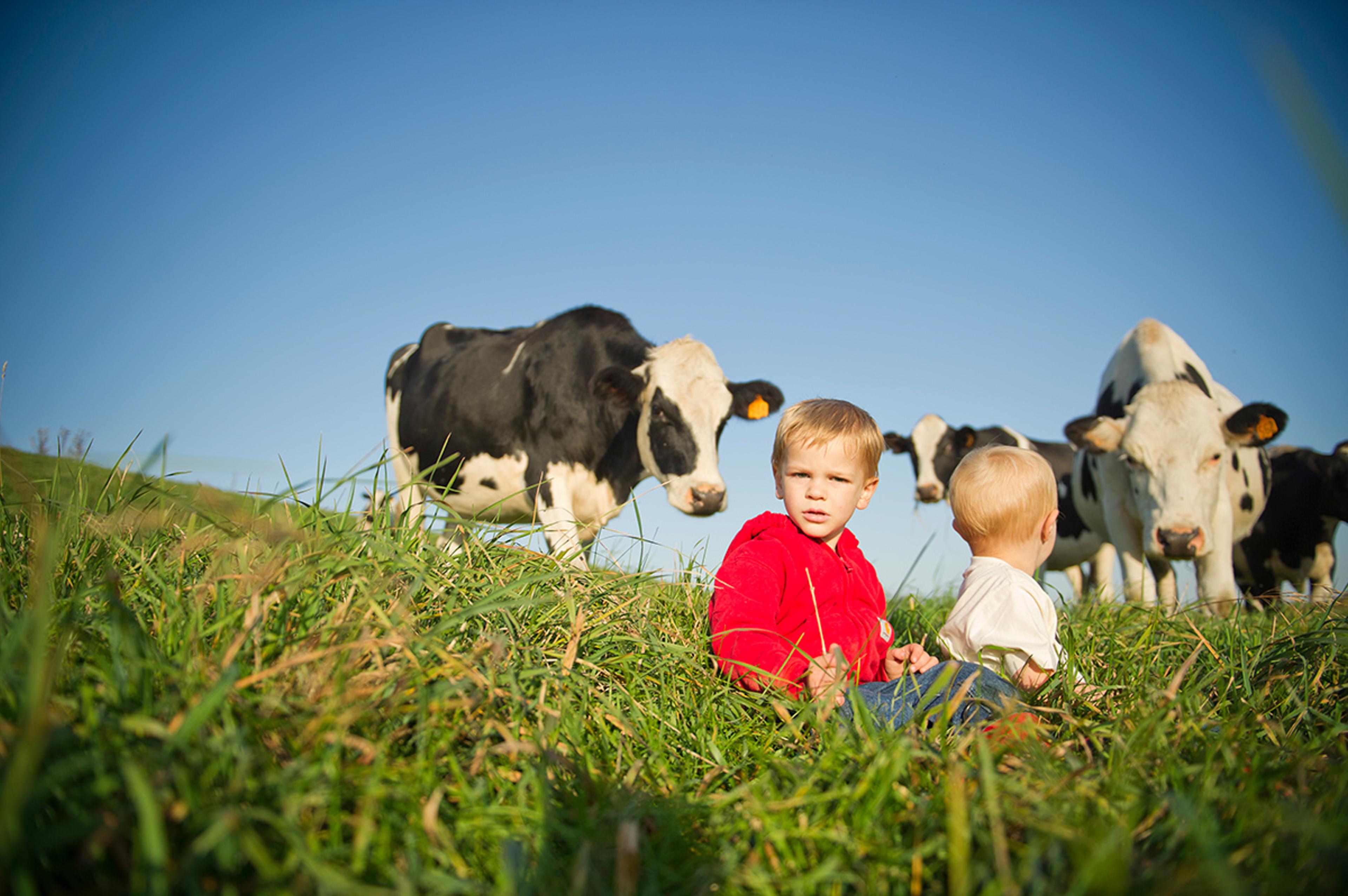 Two little boys sit in the grass and one turns around to look at cows standing behind them. 