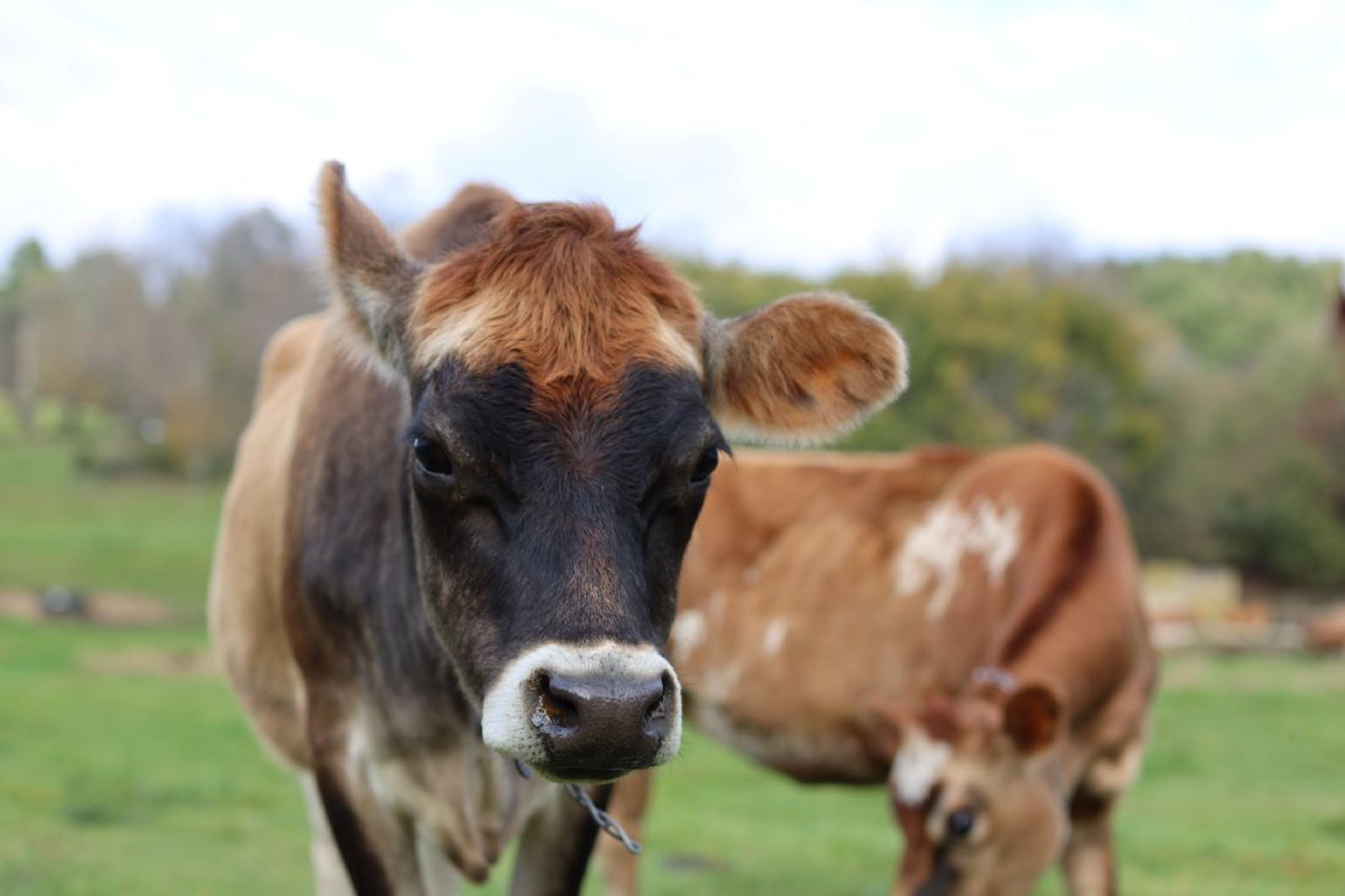 Cow grazes on green pasture on an Organic Valley farm in Vermont.