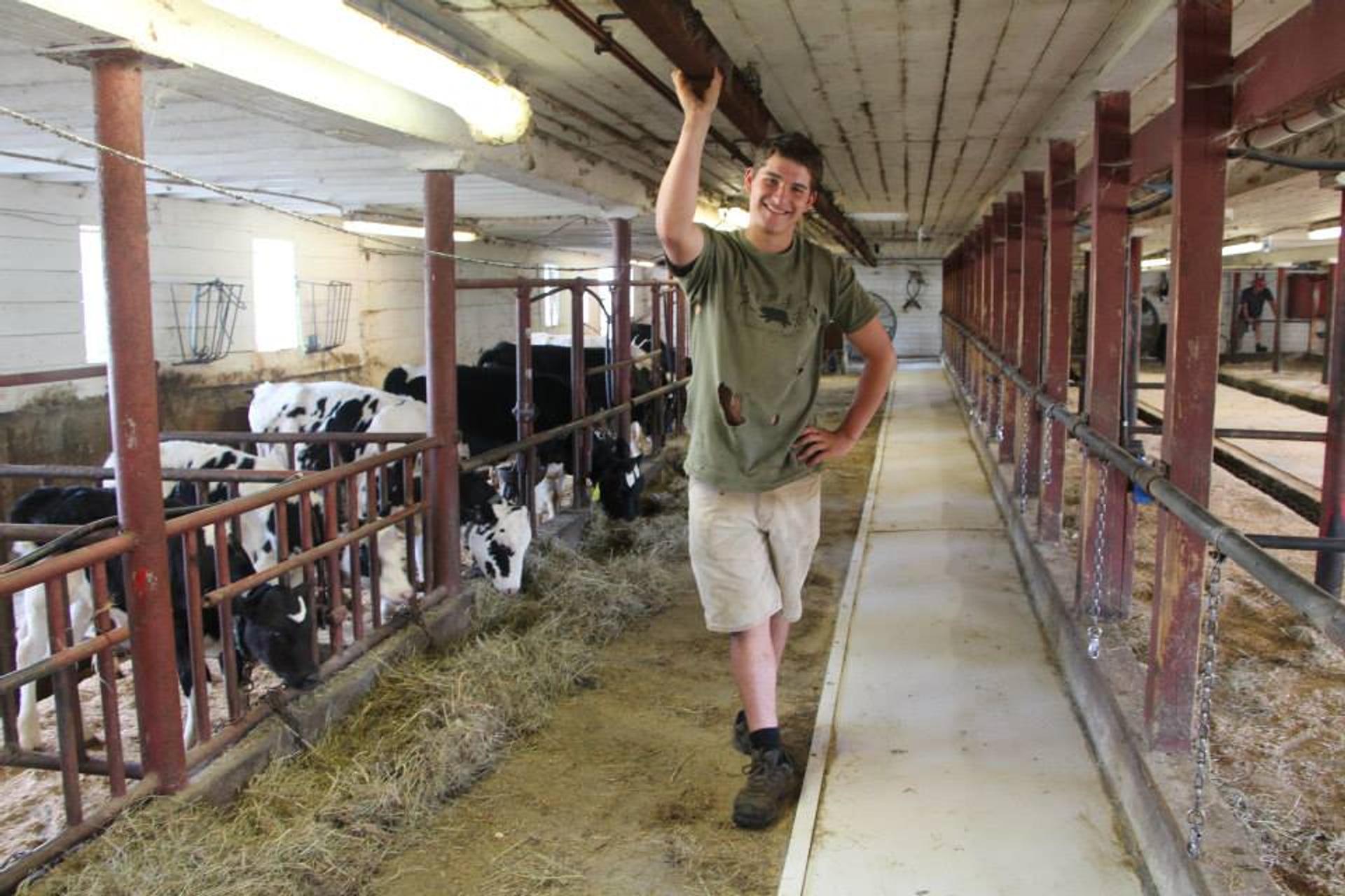 Sebastien Latraverse stands in the barn as cows eat.