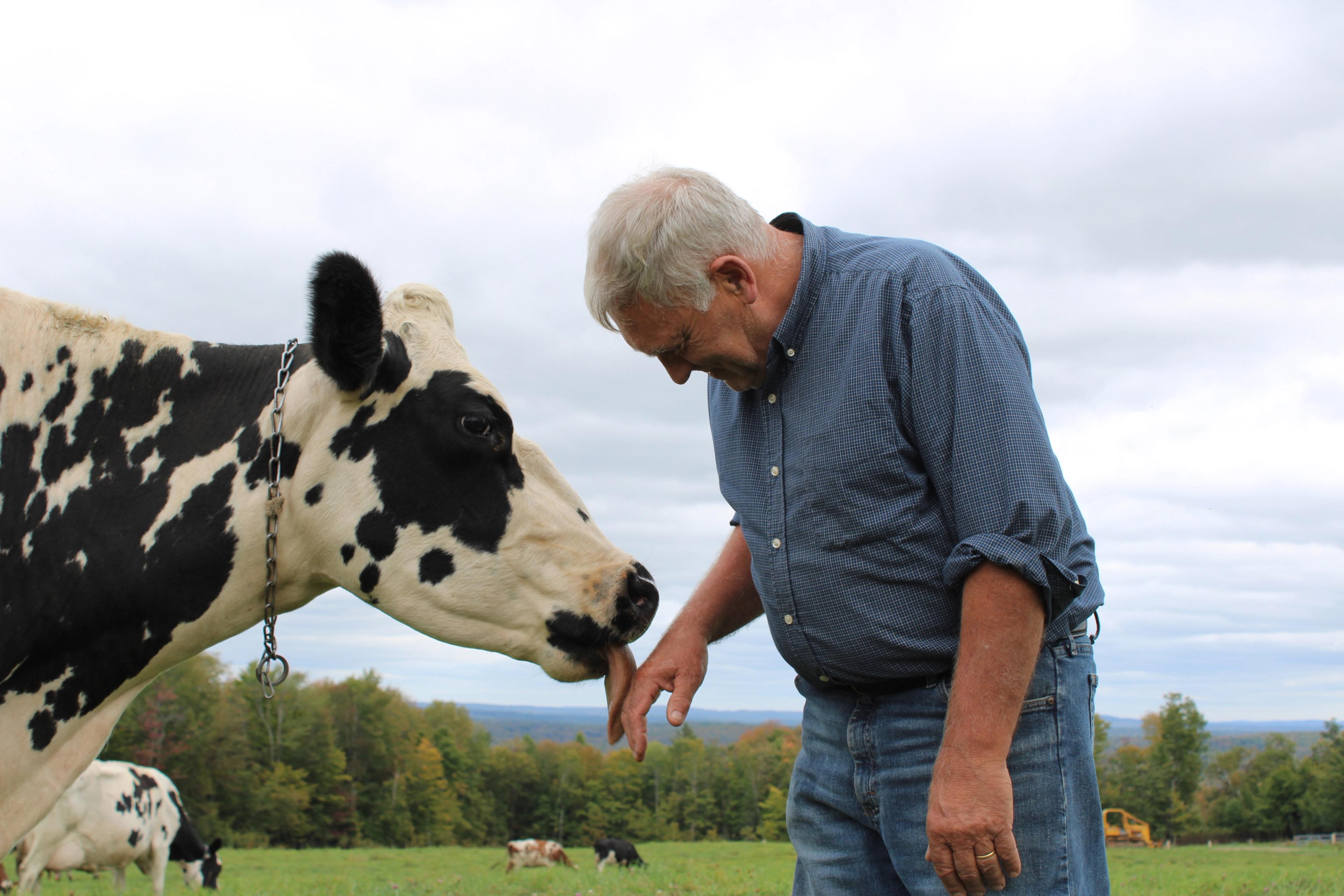 A cow licks a farmers hand at an organic dairy farm in Maine.