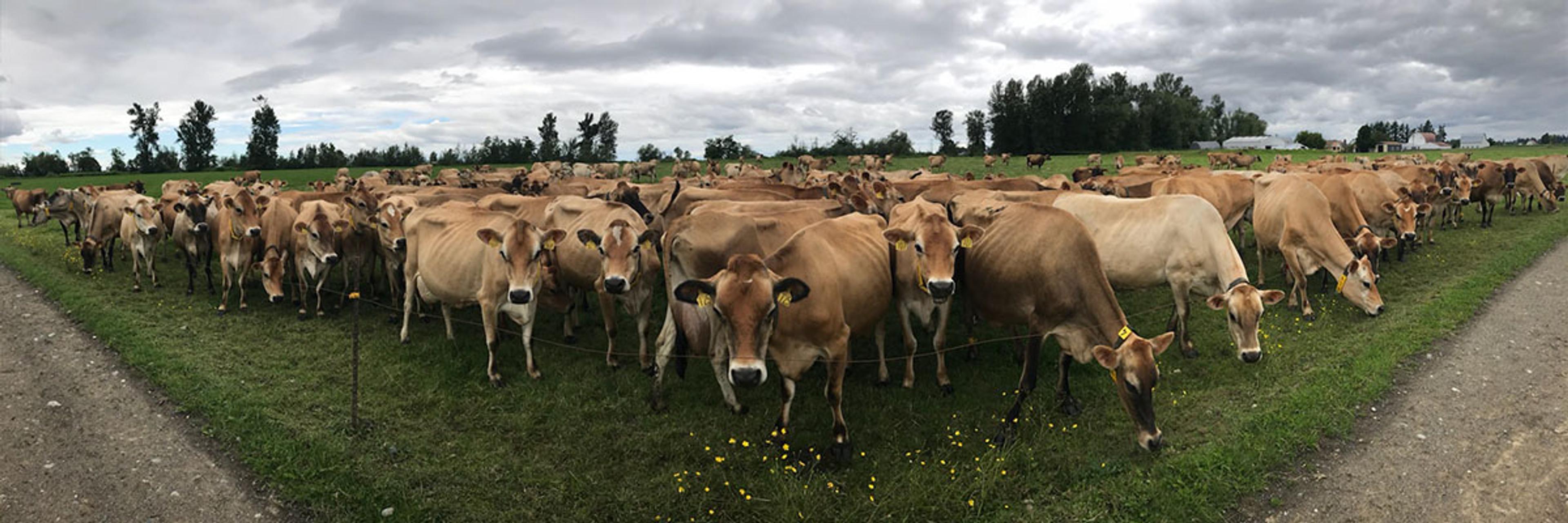 Dozens of dairy cows graze at an organic farm in Washington.