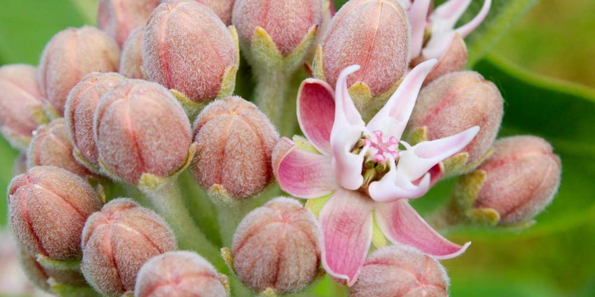A close view of showy milkweed with some blossoms opened and others, closed. 