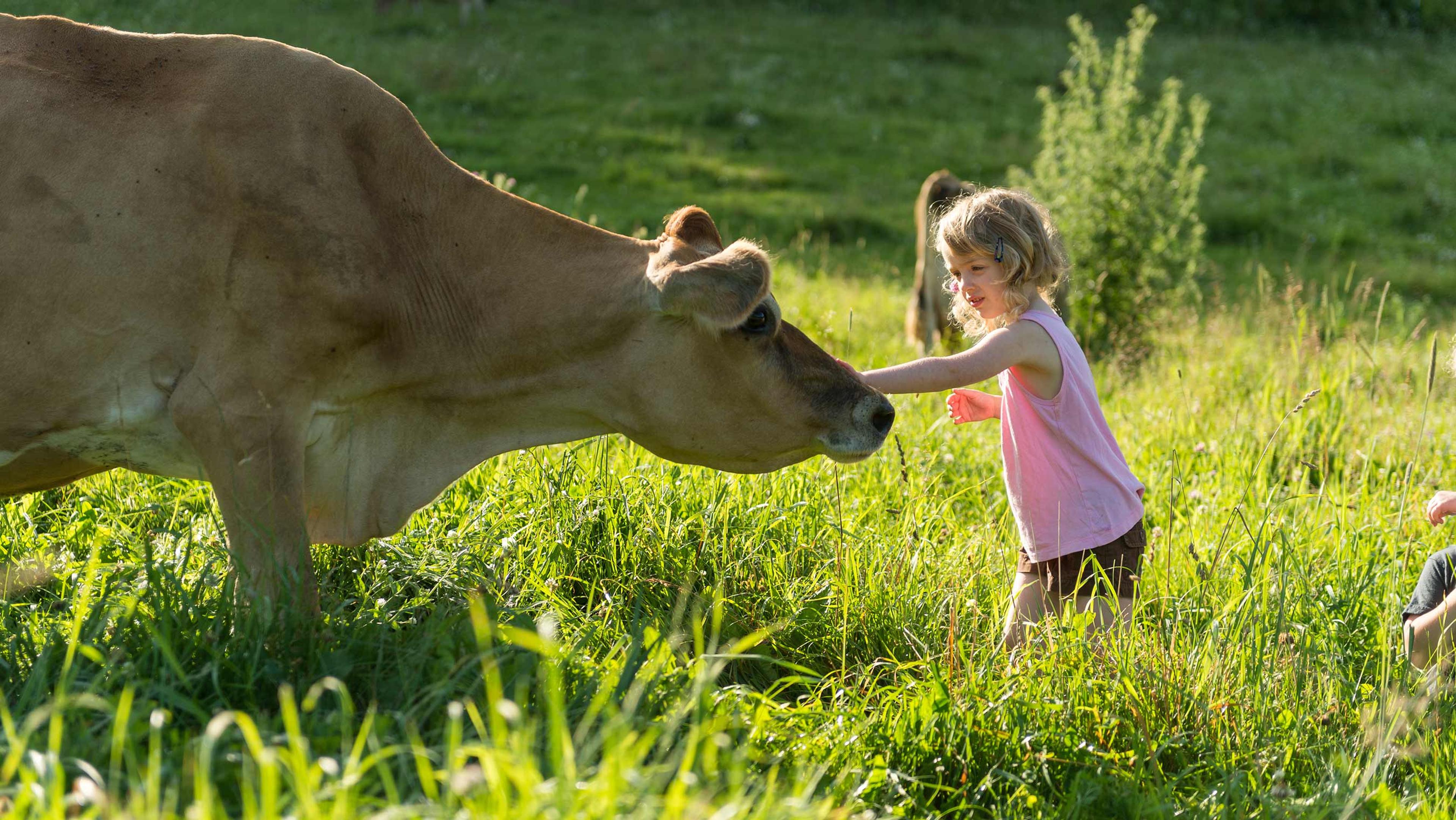 A cow in pasture on the Trussoni's Organic Valley family farm