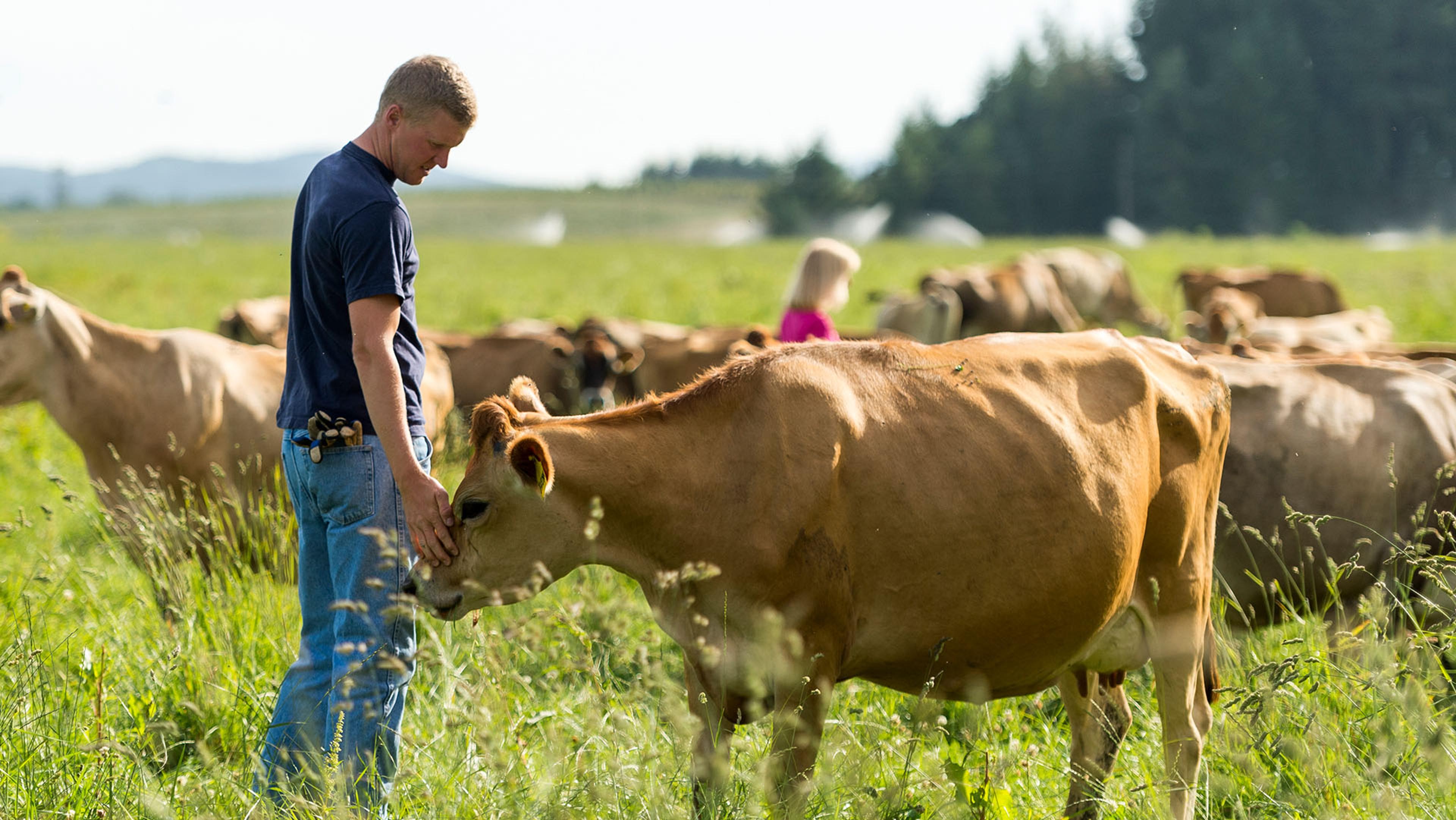 A farmer standing in the pasture with some cows.