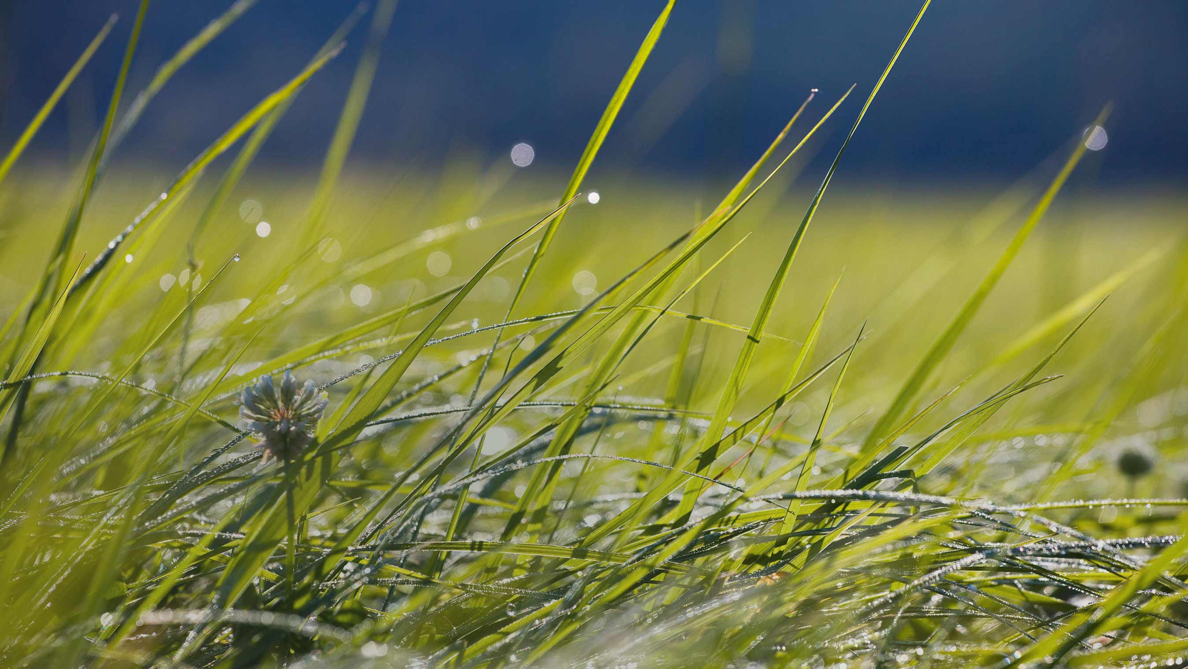 Blades of grass with drops of dew on them.