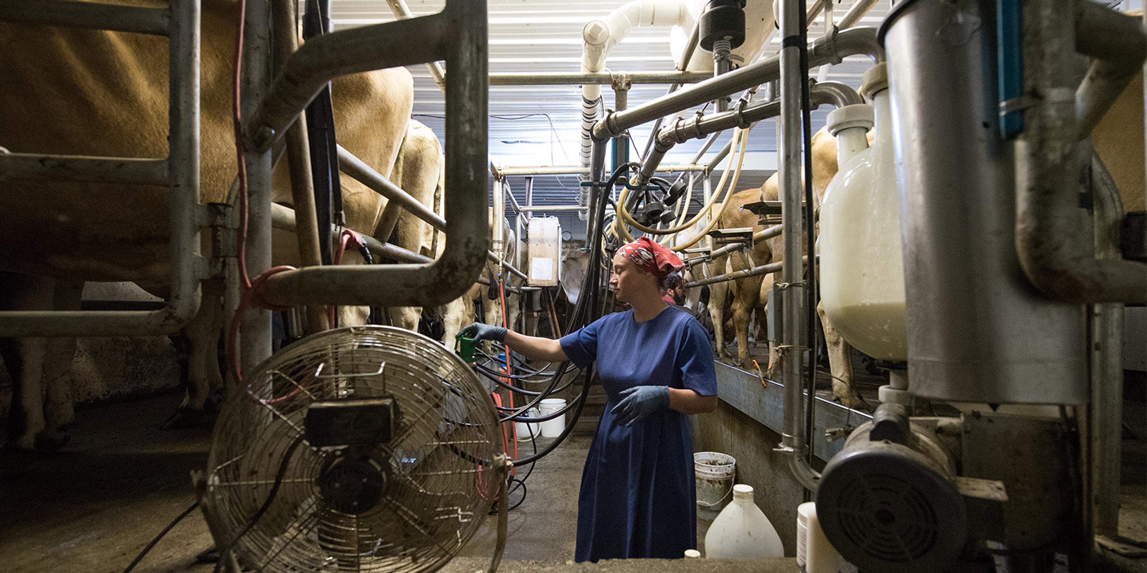 An Amish farmer milks cows at her organic dairy farm in Ohio.