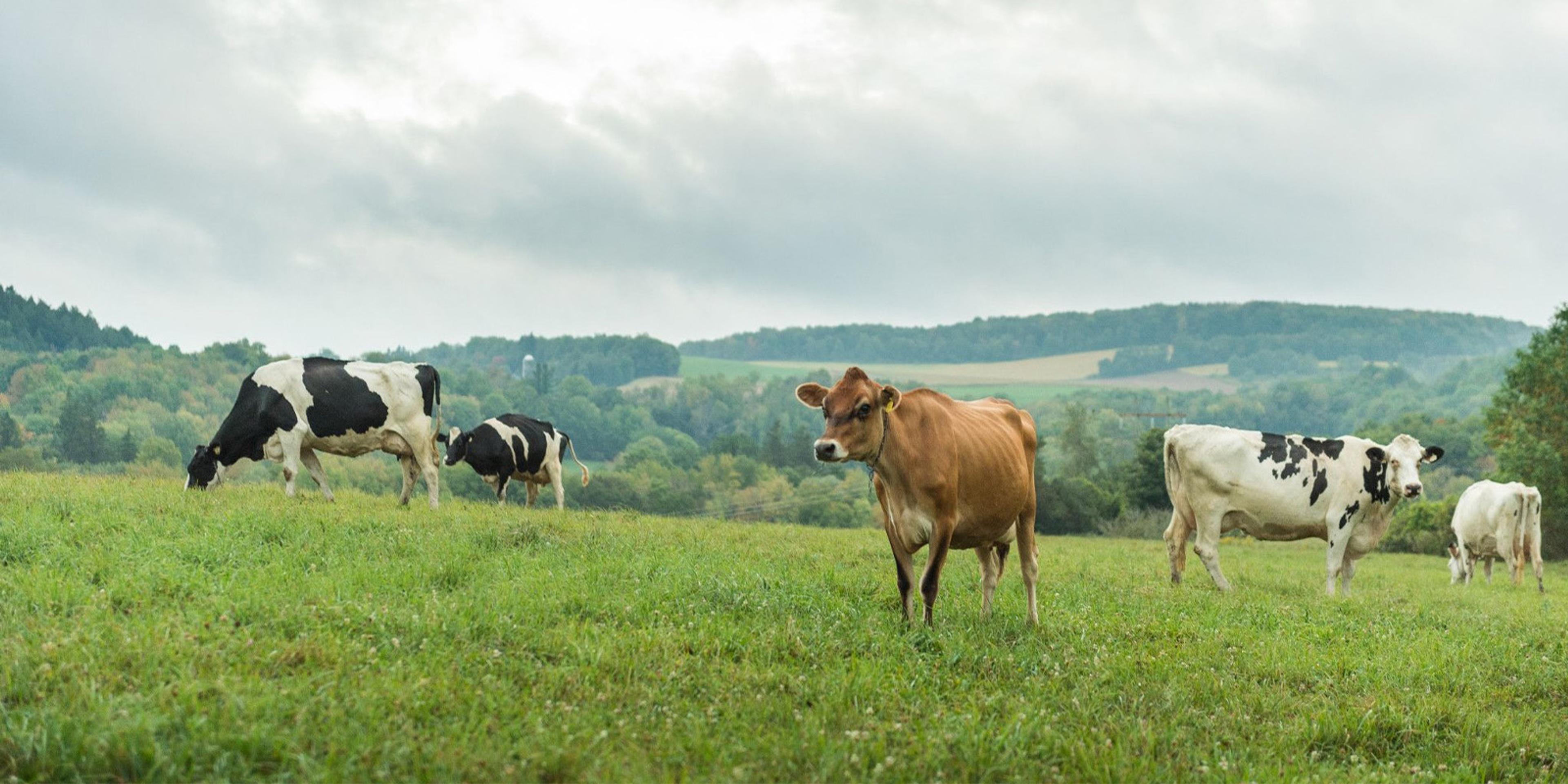 Five cows on pasture on a cloudy day.