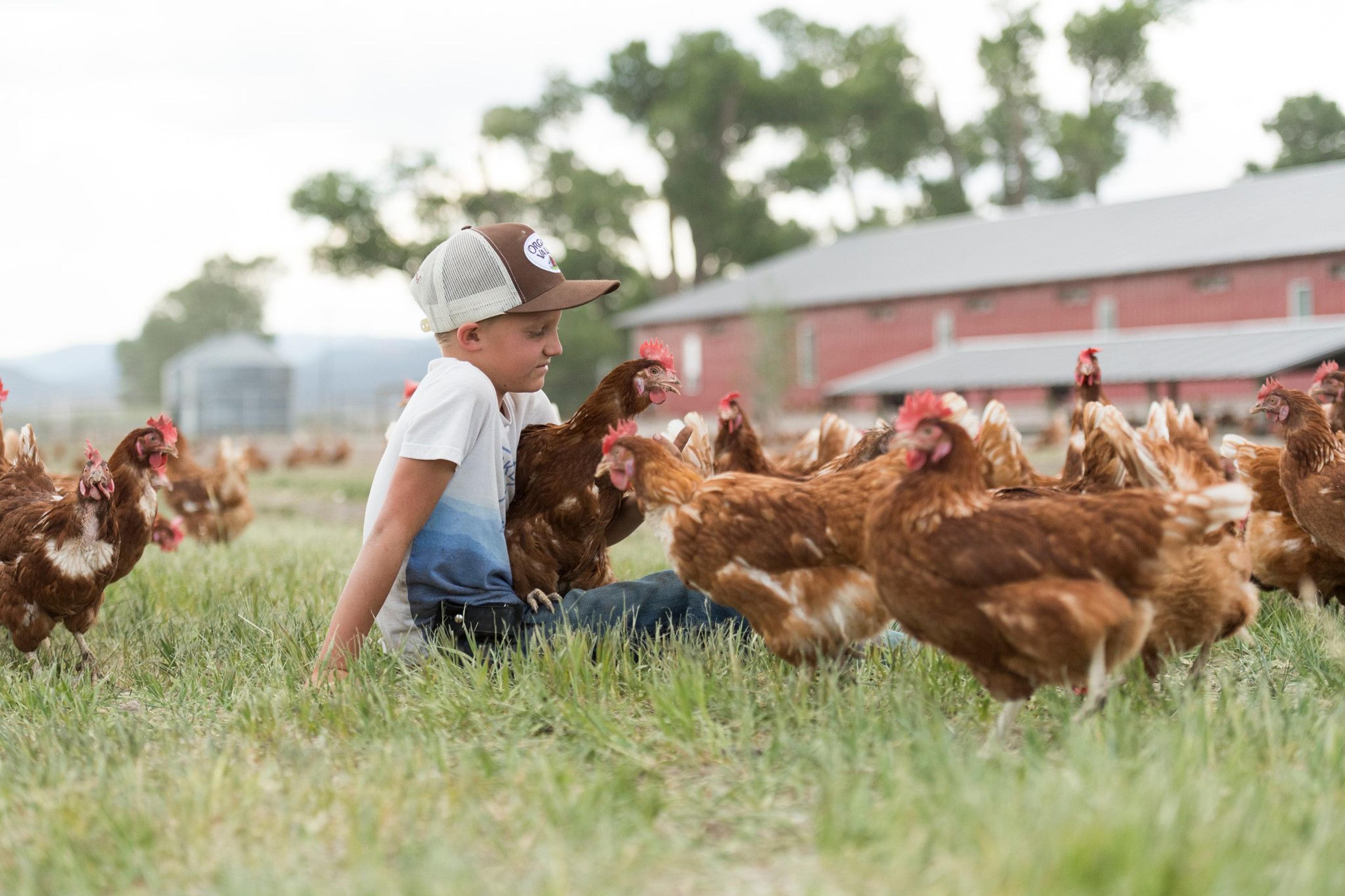 Chickens on the Toews farm in Colorado. ©David Nevala for Organic Valley.