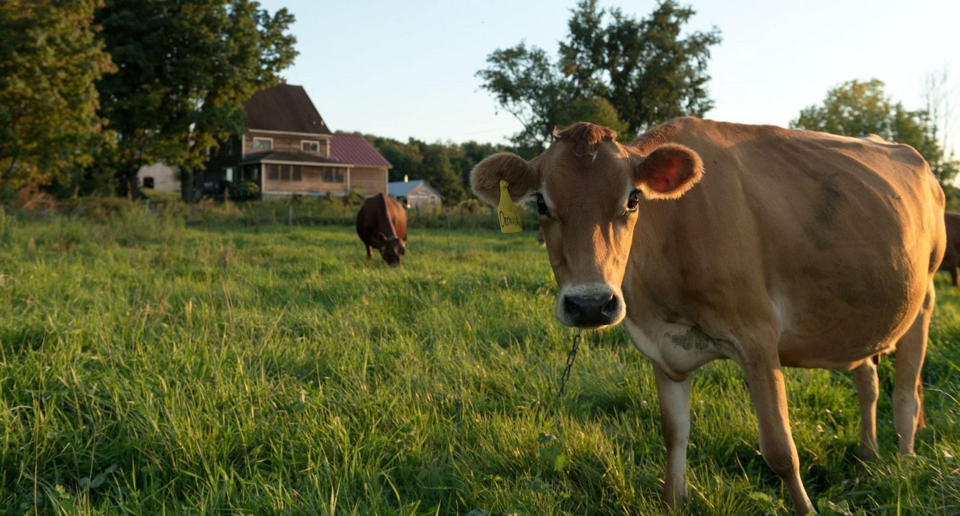 Cows on pasture are in front of a house at the Webb organic dairy farm, Vermont.