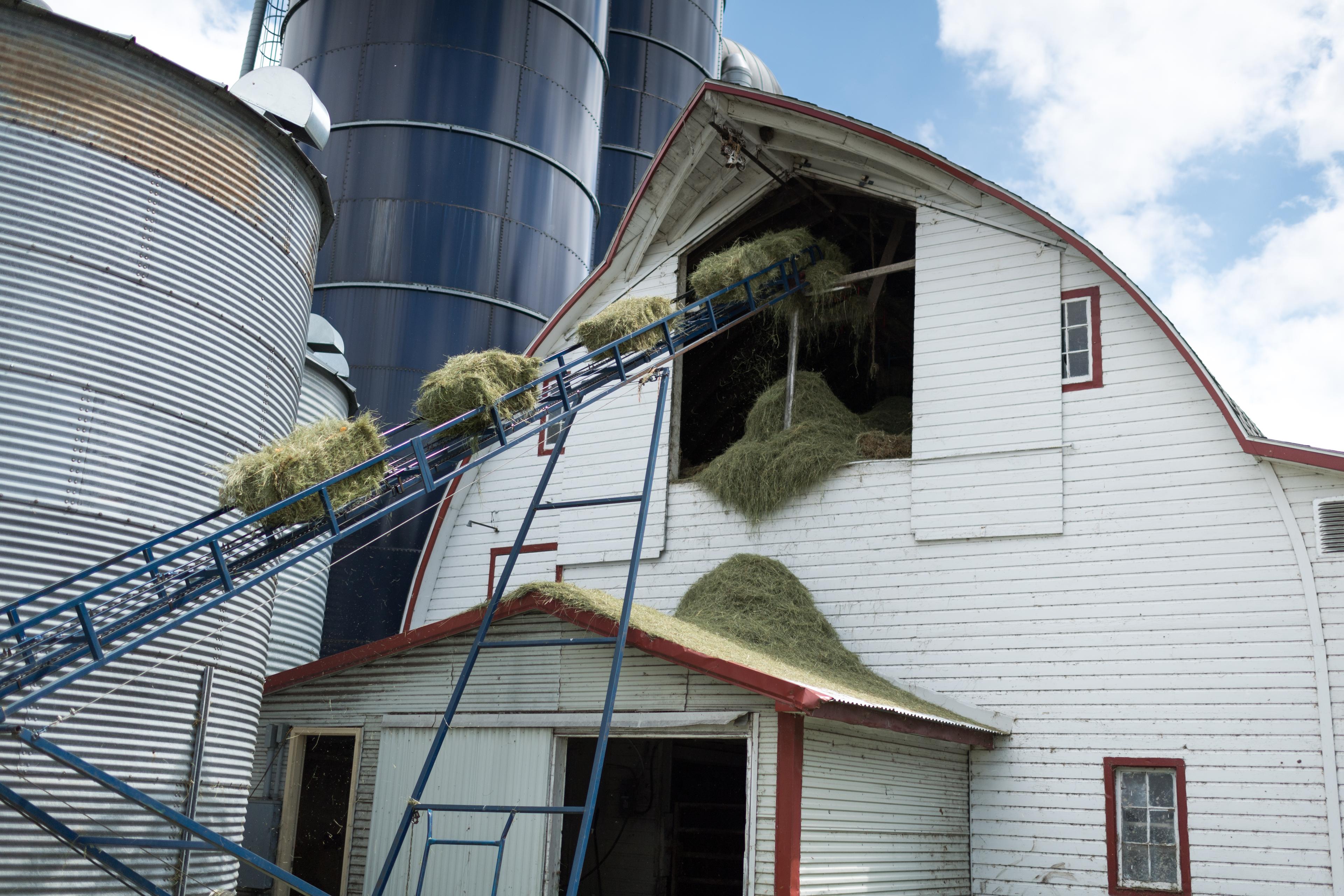 A hay elevator empties hay into a barn on an organic farm in Minnesota.