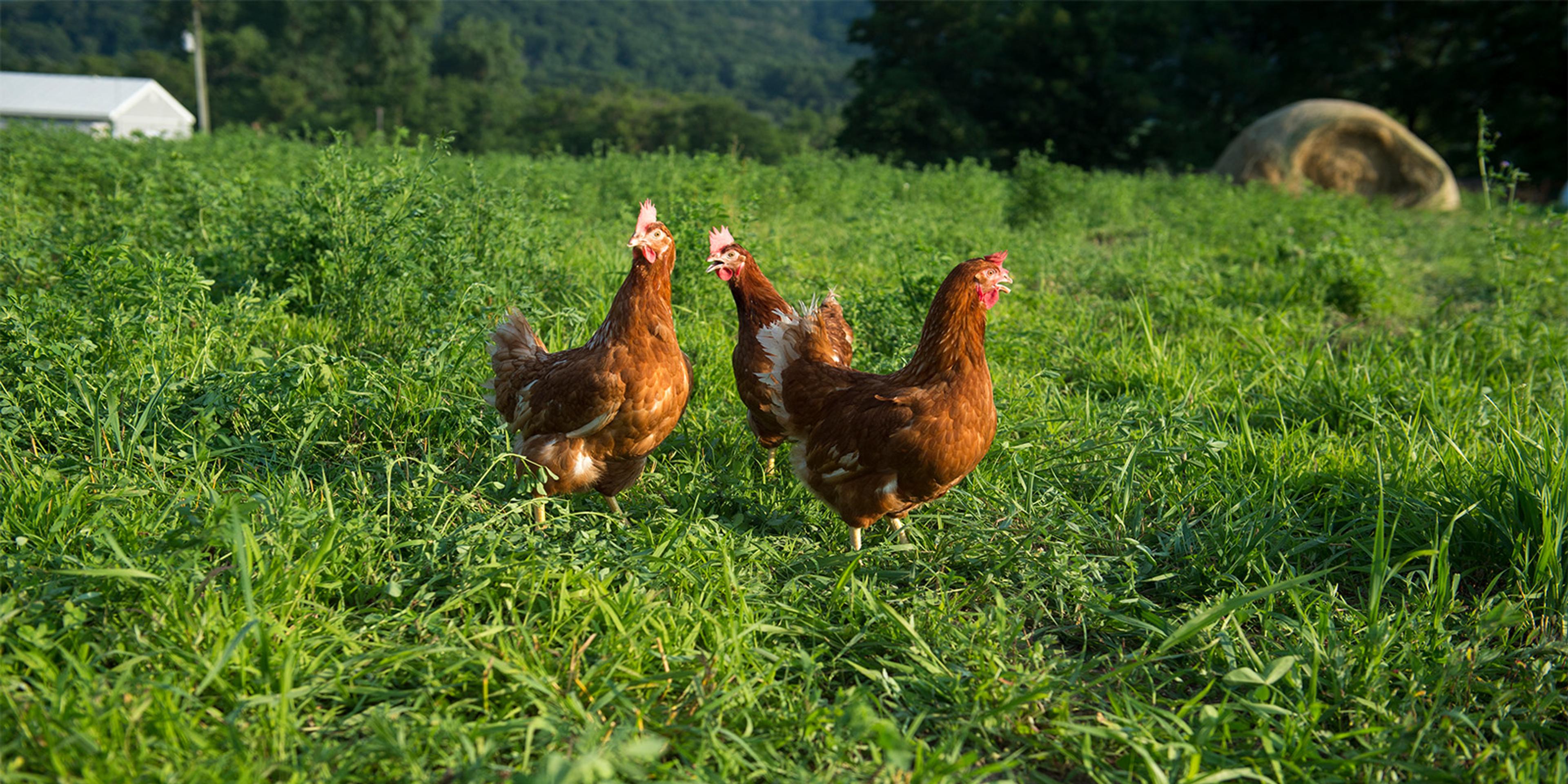 Three egg-laying hens on organic pasture.