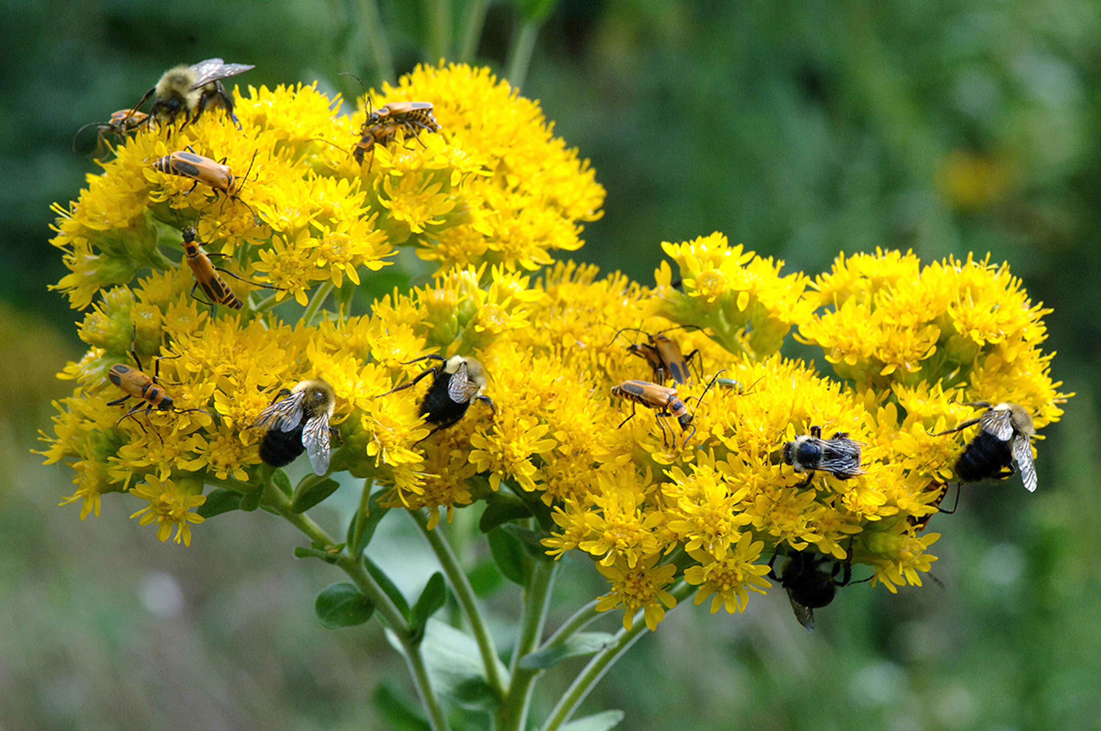 A bushy, bright yellow flower with many insects of multiple species feeding on it.