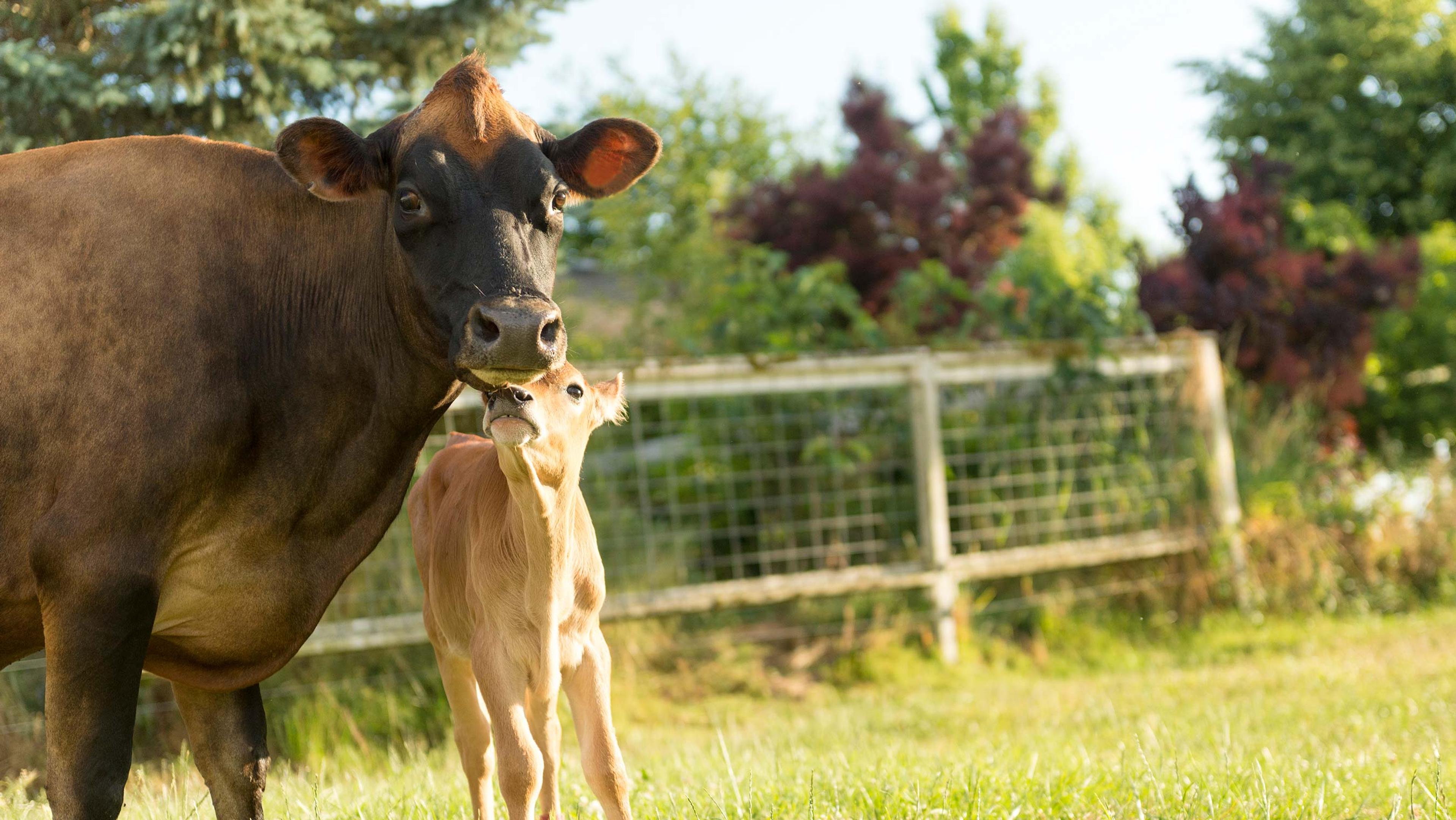 A cow and a calf standing on a farm.