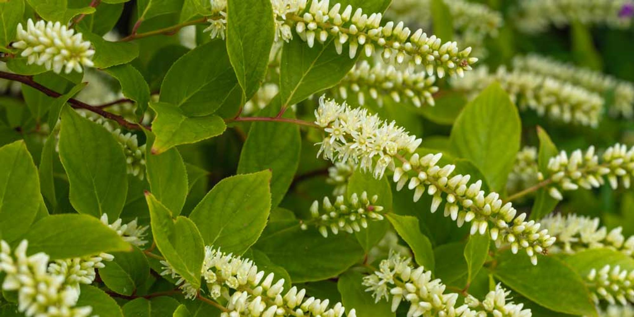 A close-up image of sweet pepperbush blossoms and leaves.