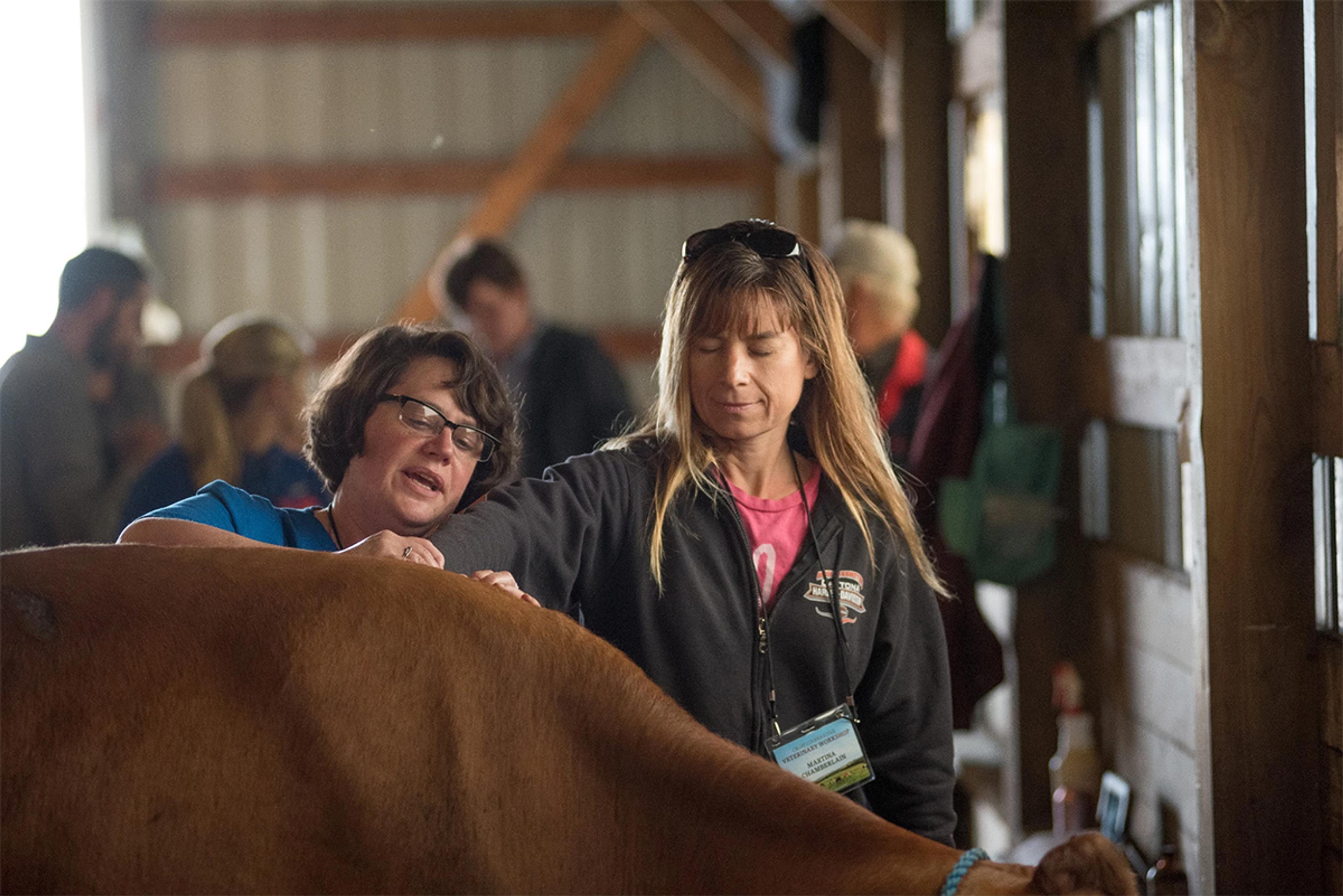 A livestock chiropractor shows an Organic Valley farmer how to feel for changes in a cow's body that could indicate it needs additional care.