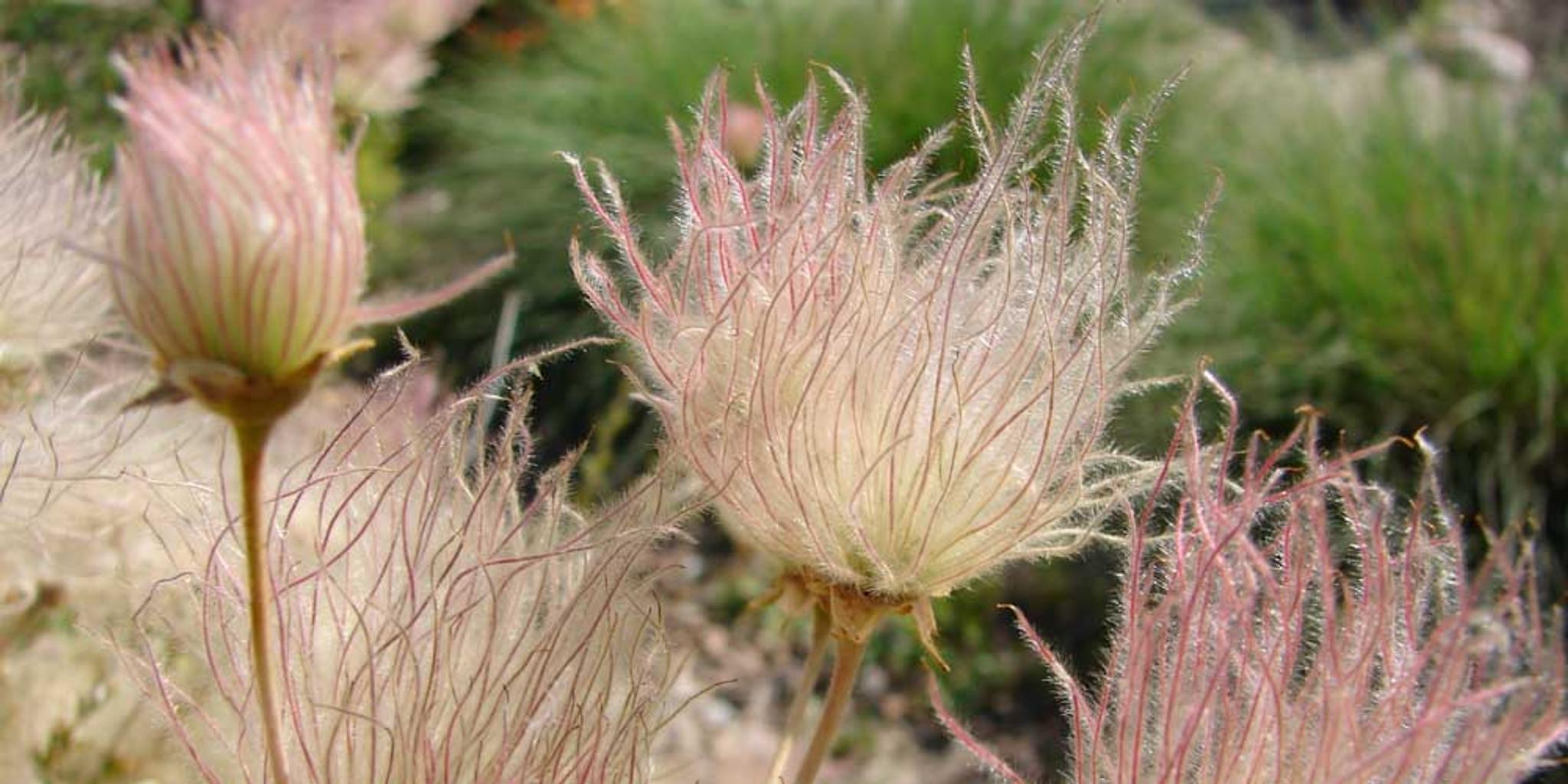 Apache plume plants in the desert. 