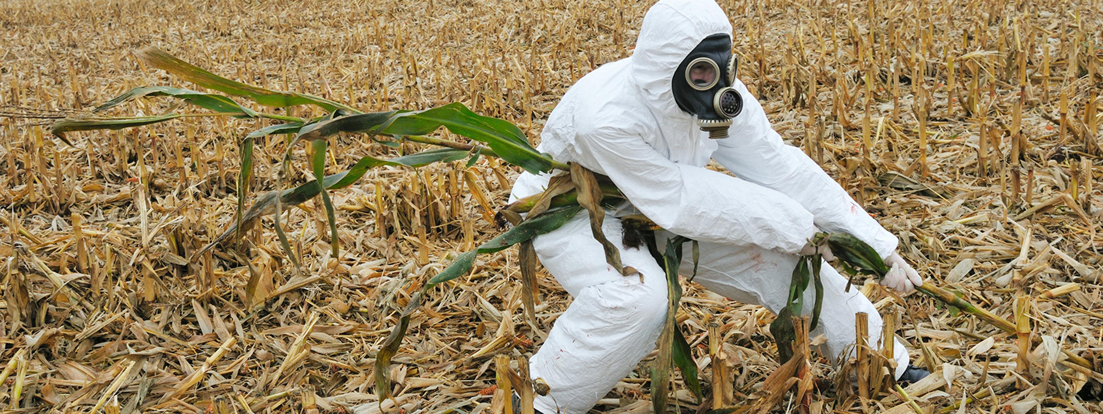 Someone in a hazmat suit pulling on a corn stalk