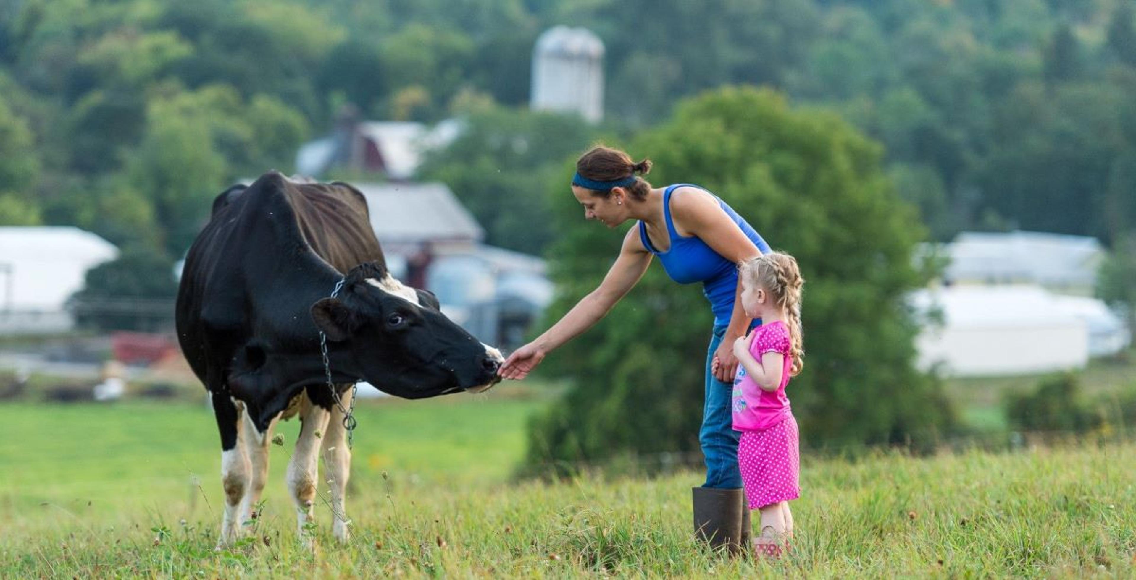 A woman reaches out to a dairy cow at the Miller family's organic dairy farm in New York. A girl stands next to her.