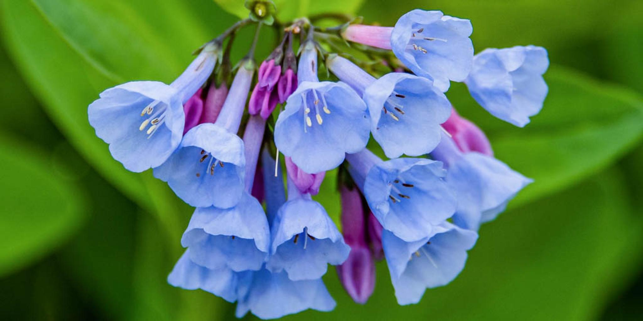 An up-close cluster of Virginia bluebell blooms with green leaves blurred in the background.