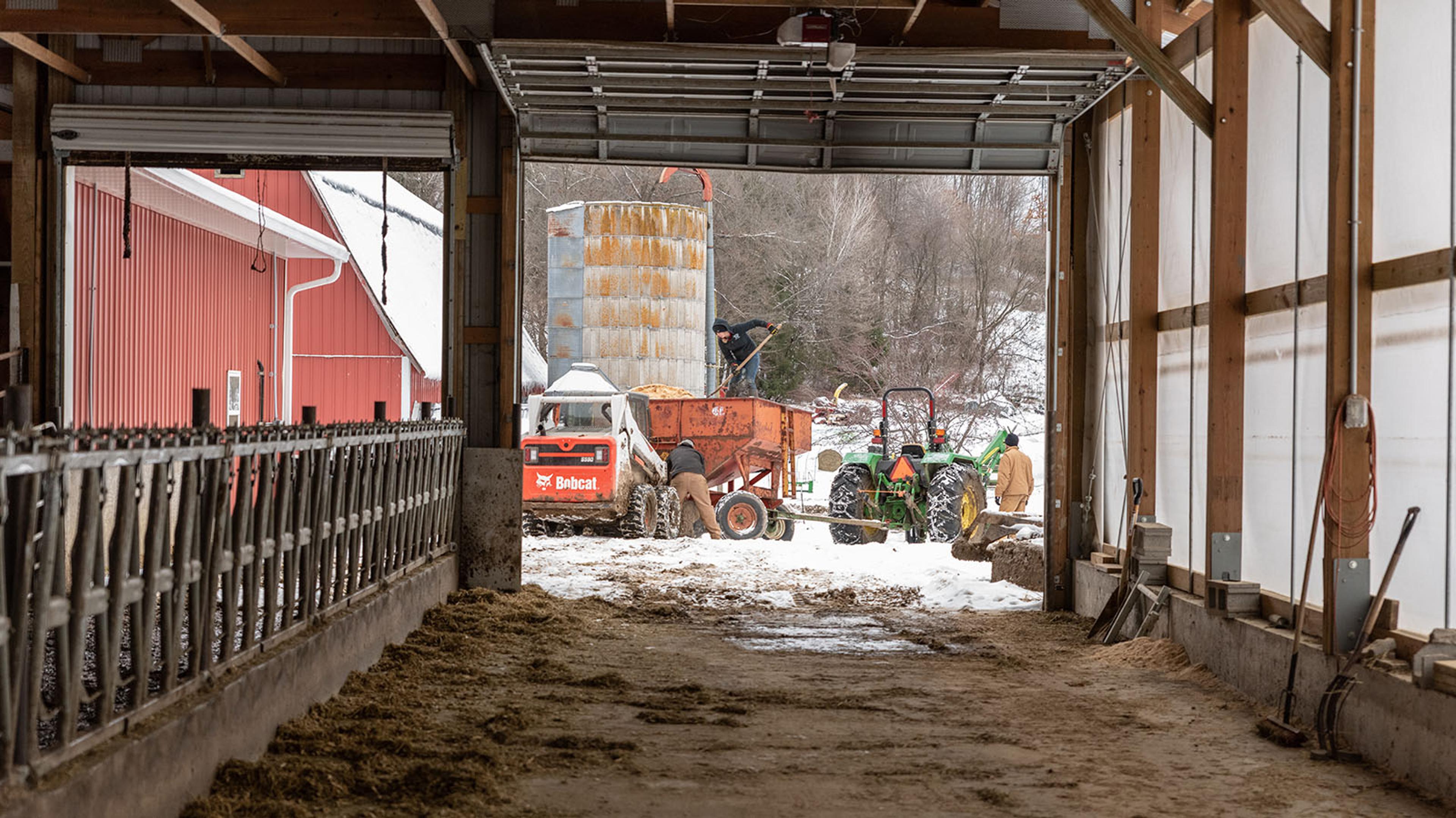 View from within the barn of farmers bringing a trailer close to the barn and standing on top to shovel bedding out. 