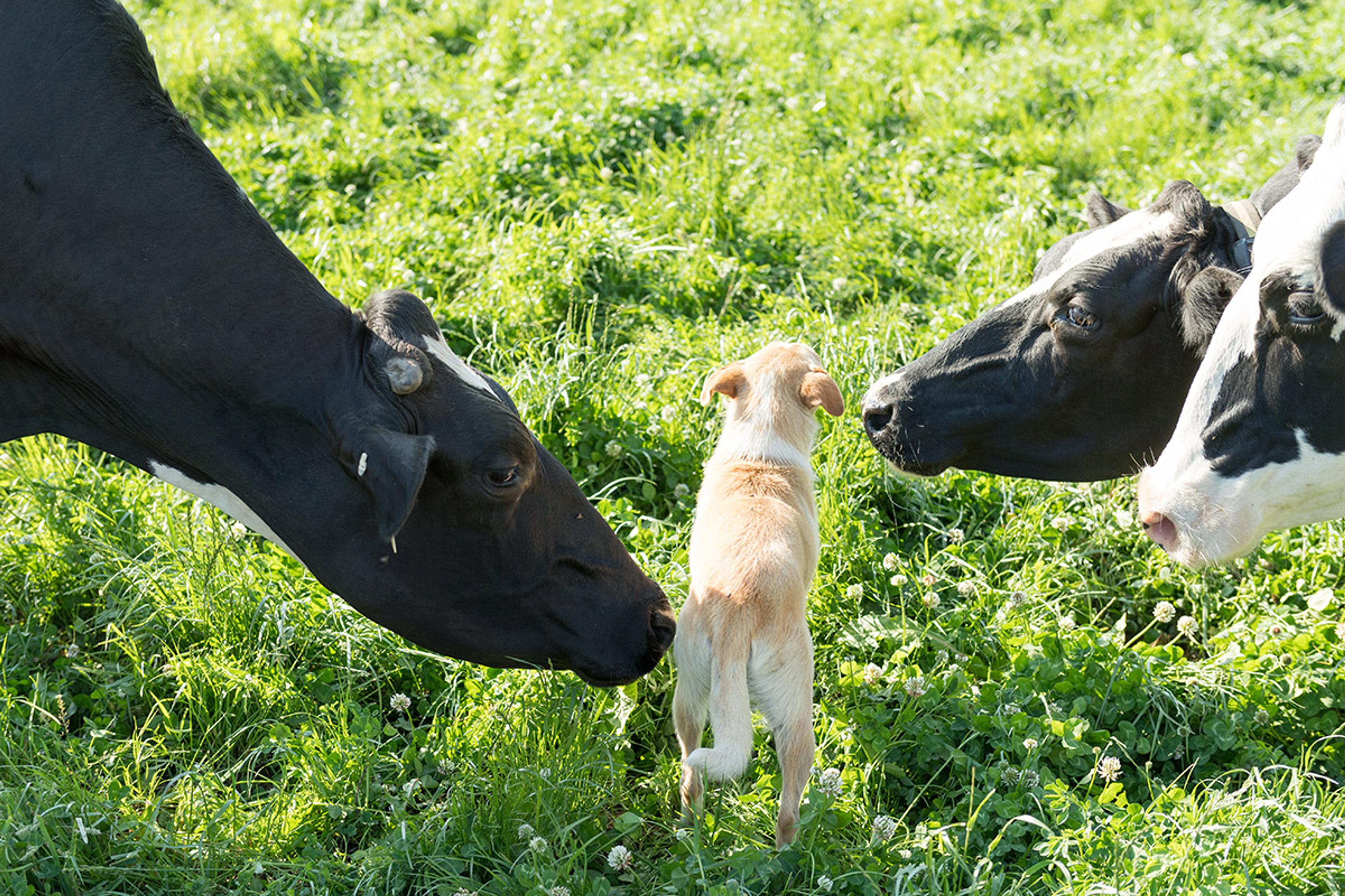 Three Holstein cows sniff a yellow dog standing in a green pasture.