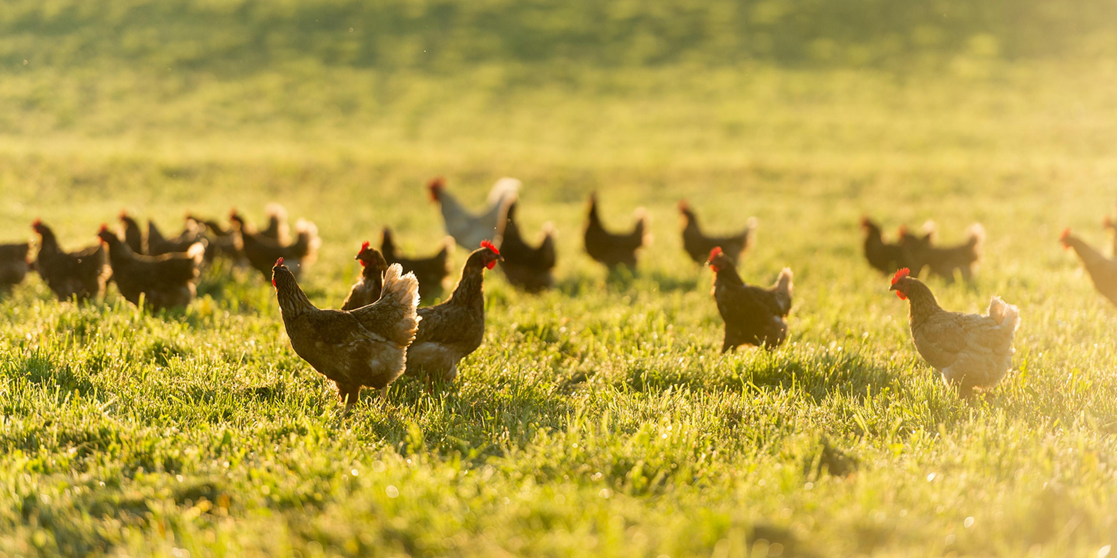 Rootstock  What Do Cage-Free, Free-Range and Pasture-Raised Eggs