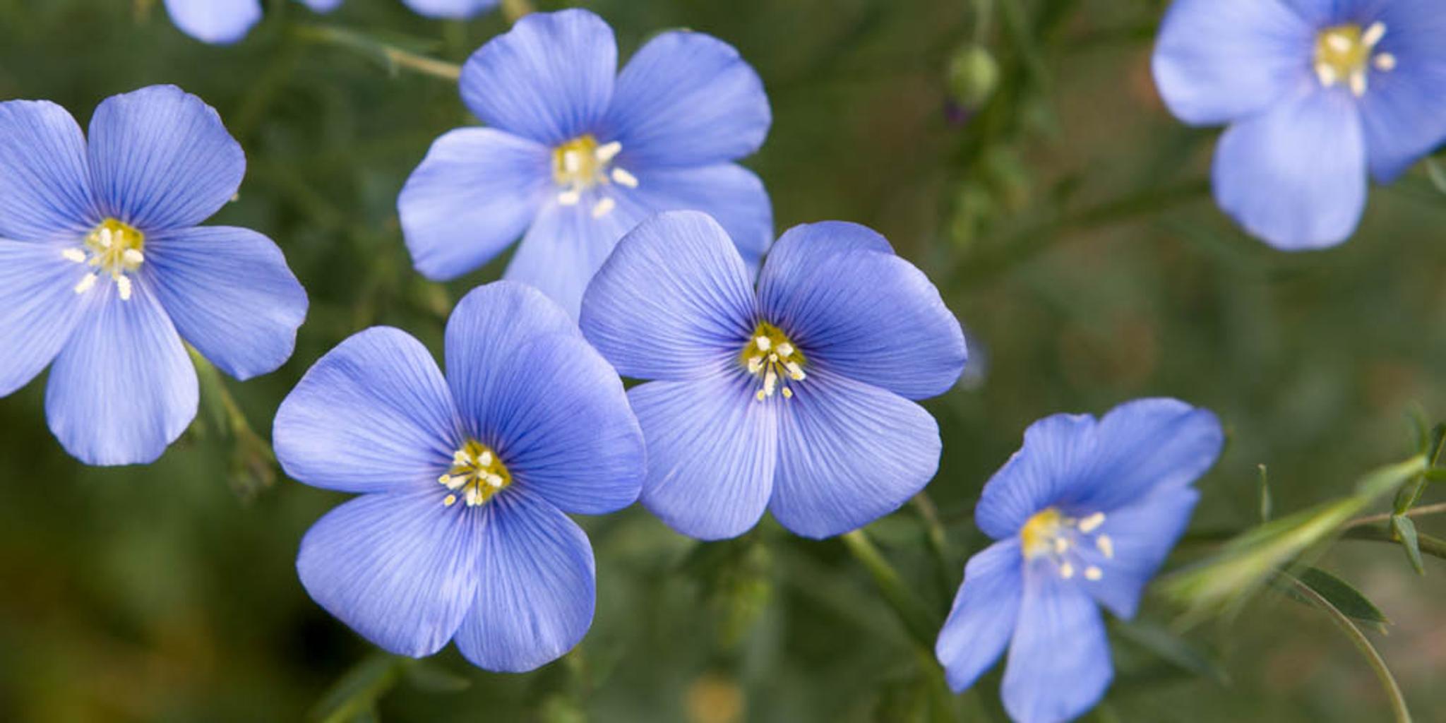Lewis flax blossoms up close.