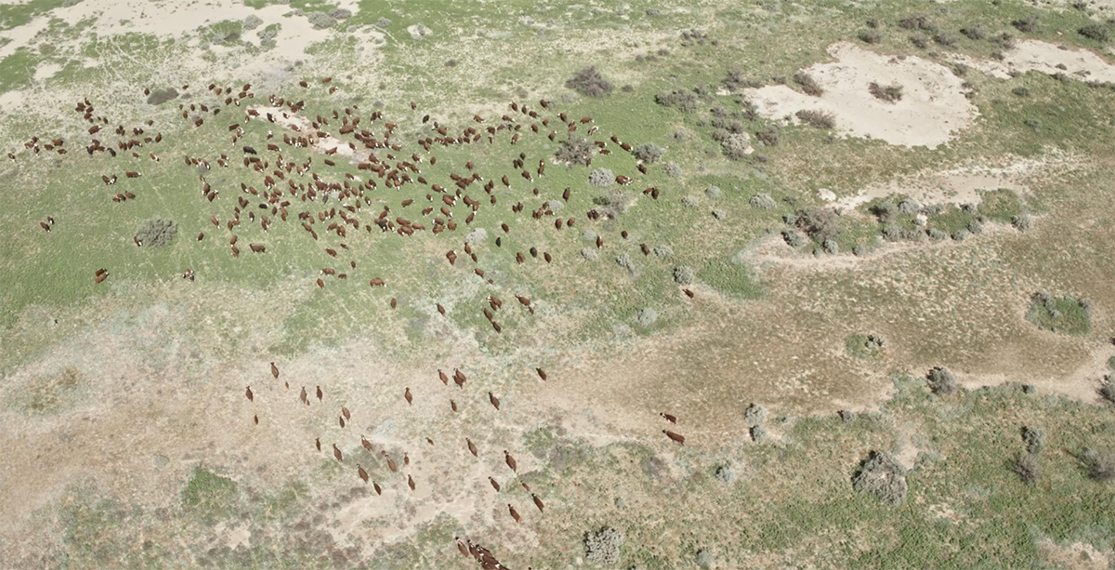 In an aerial view, a herd of cattle look tiny against the wide expanse of land.