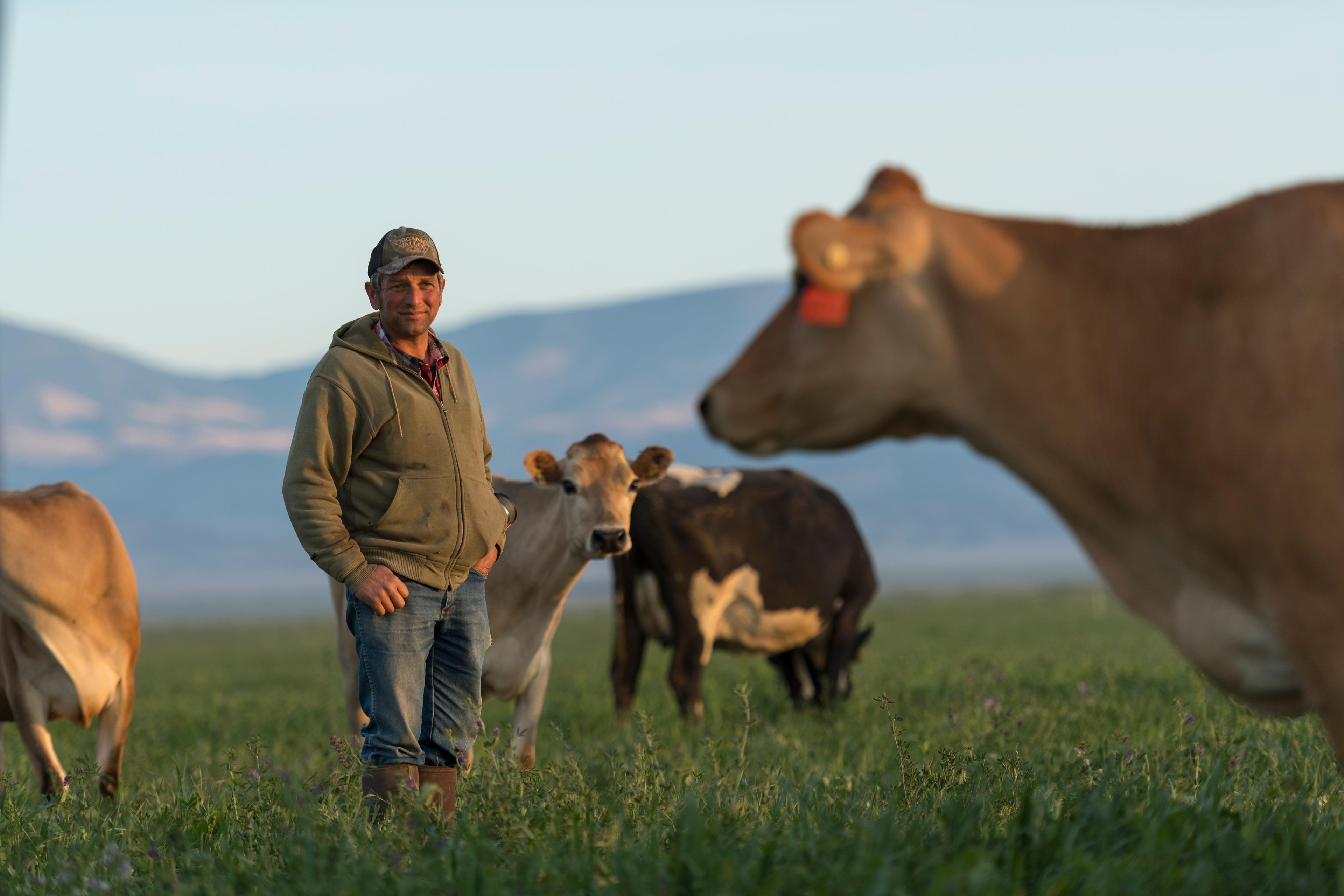 A farmer stands on pasture as organic dairy cows graze nearby.