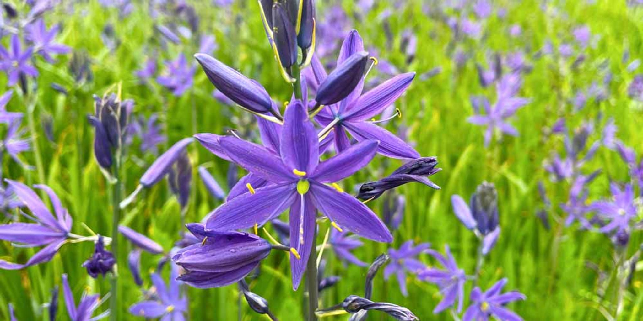 Camas plants in a meadow.
