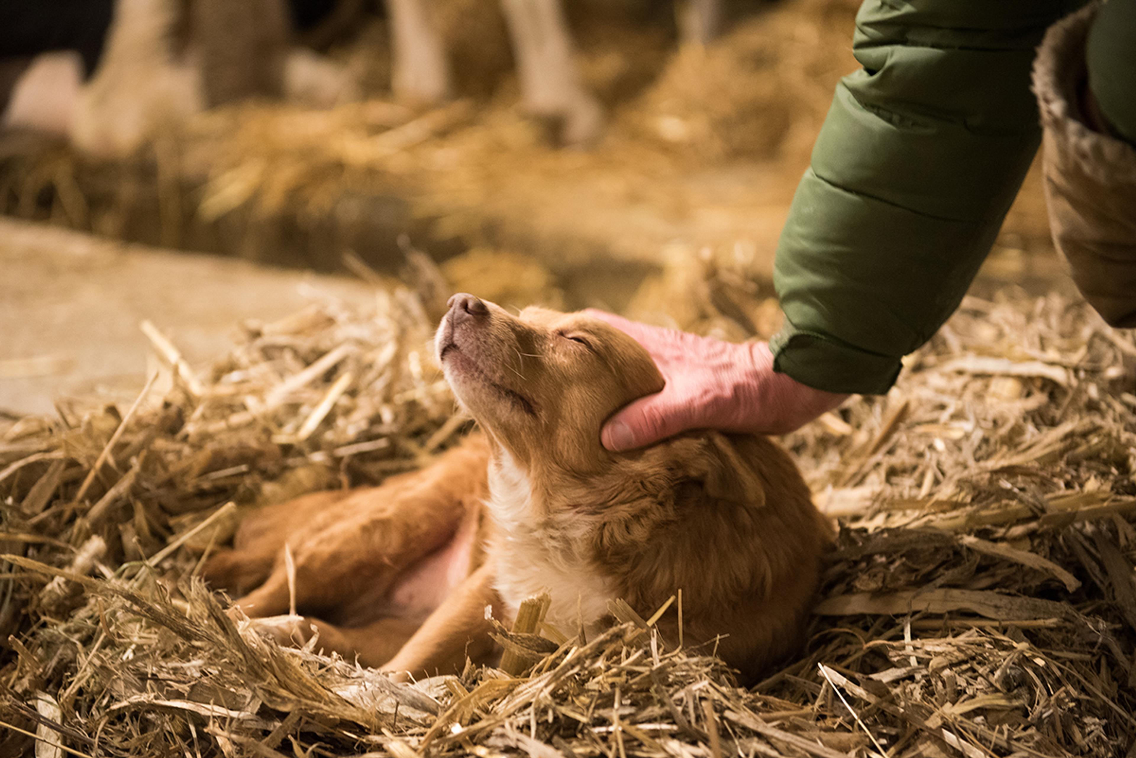 A yellow dog lying in some straw closes its eyes as a man pets its head.
