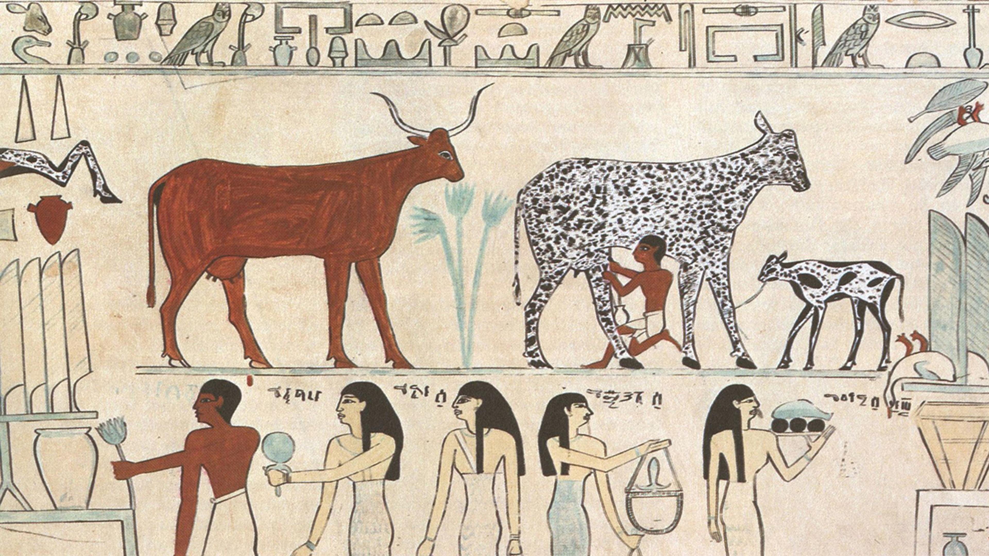 An image of Egyptian hieroglyphics showing a person milking a black and white spotted cow.