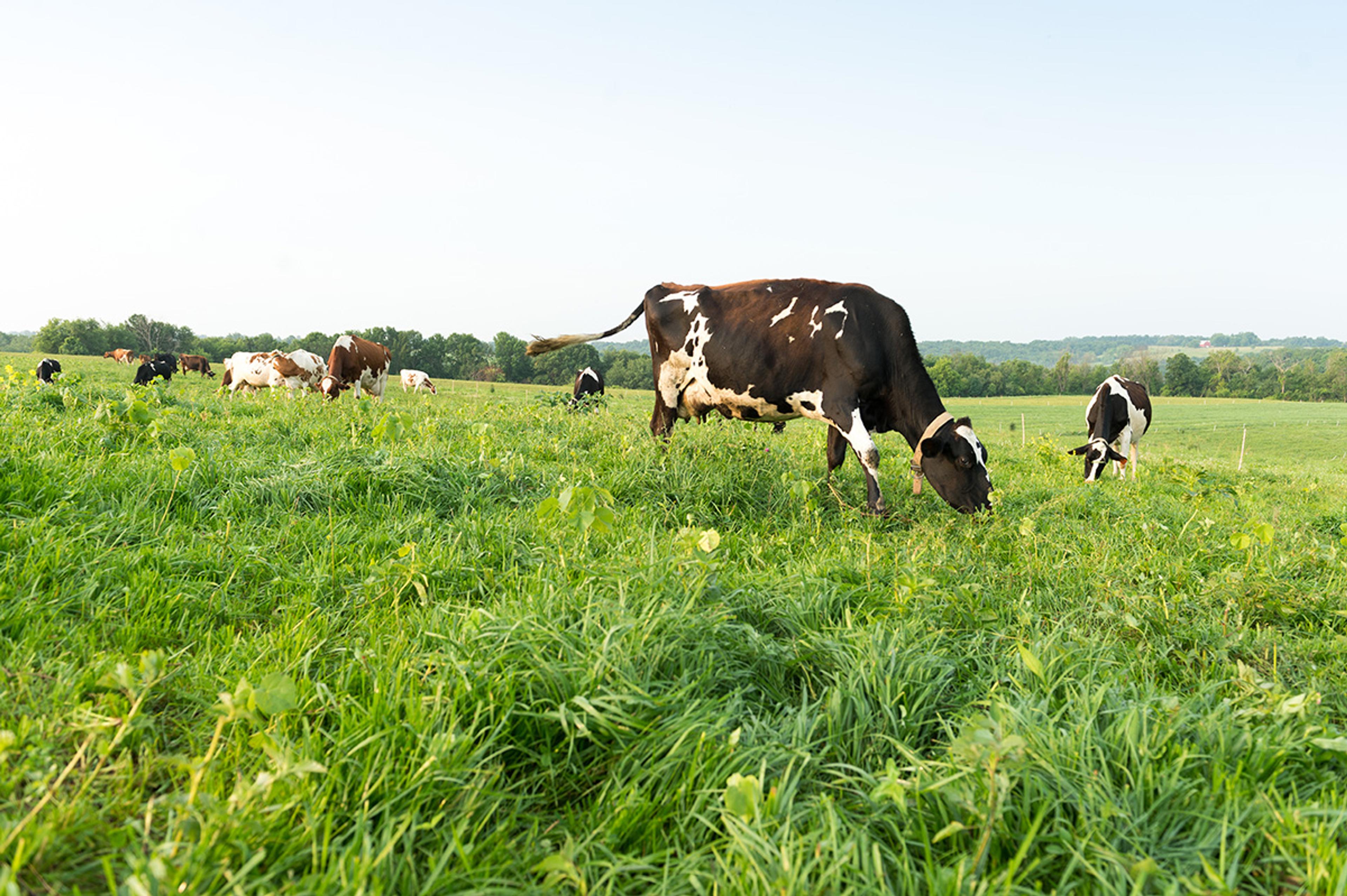 Cows on a Wisconsin farm munching on grass in a sunny green pasture.