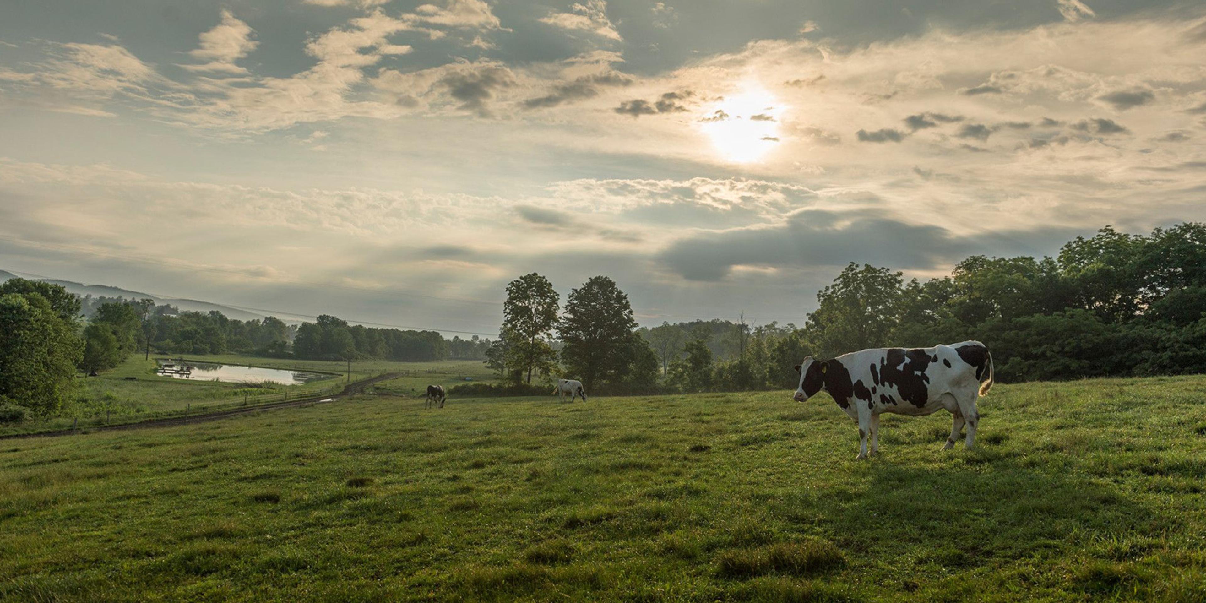 Cows on pasture in Pennsylvania.