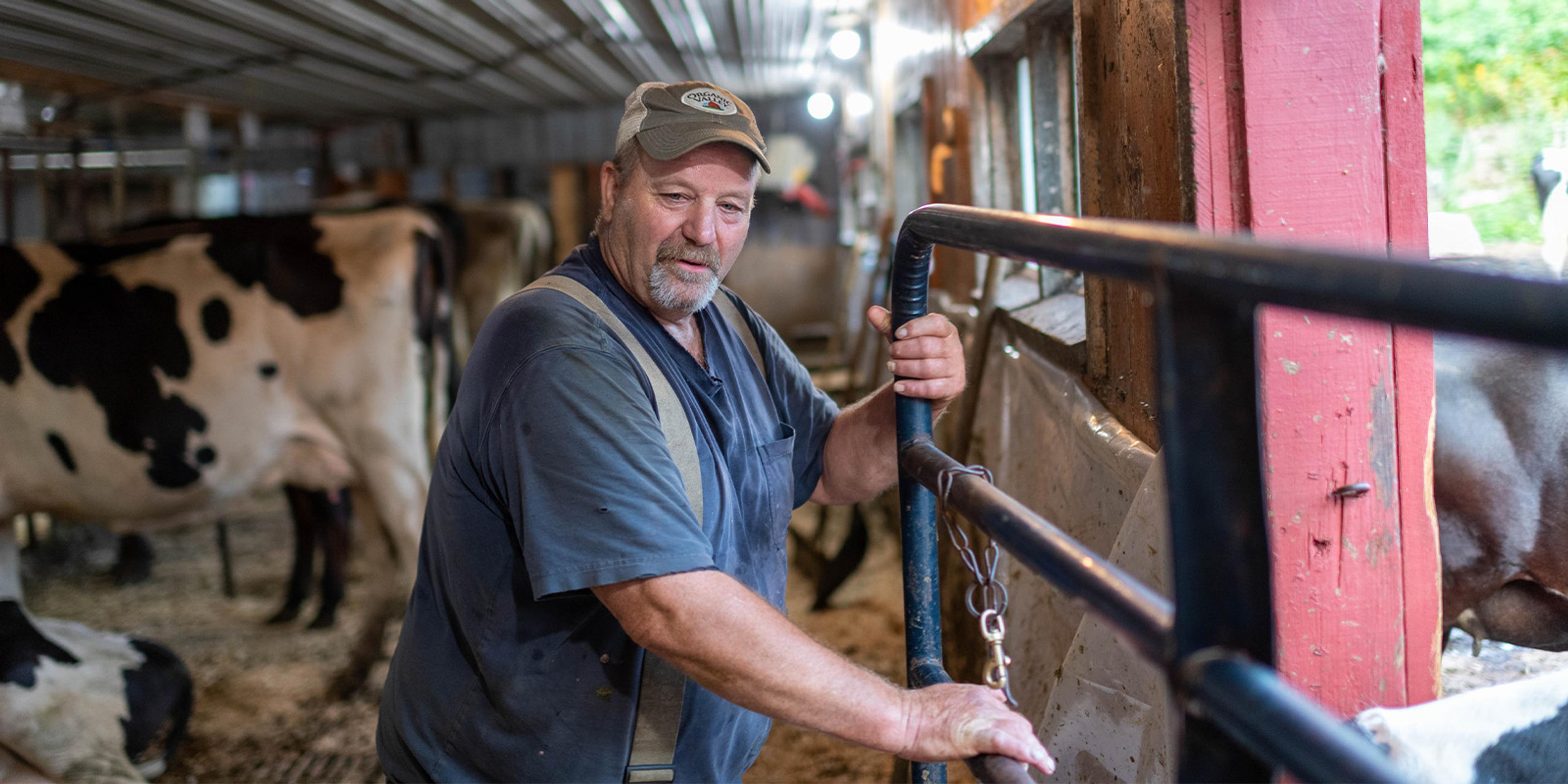 A farmer moves a gate as dairy cows wander in the background.