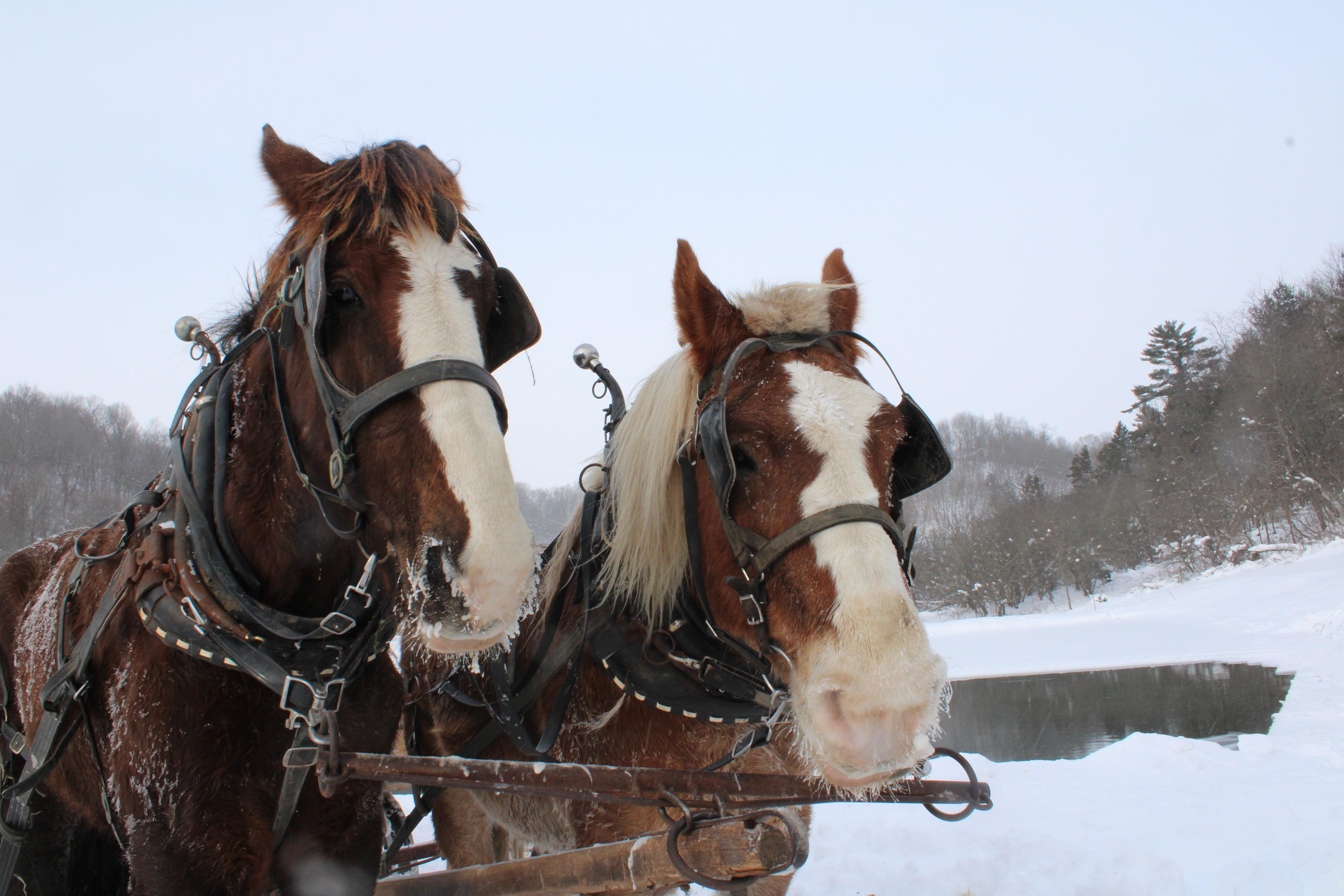 A team of horses stands in front of the recently harvested pond.