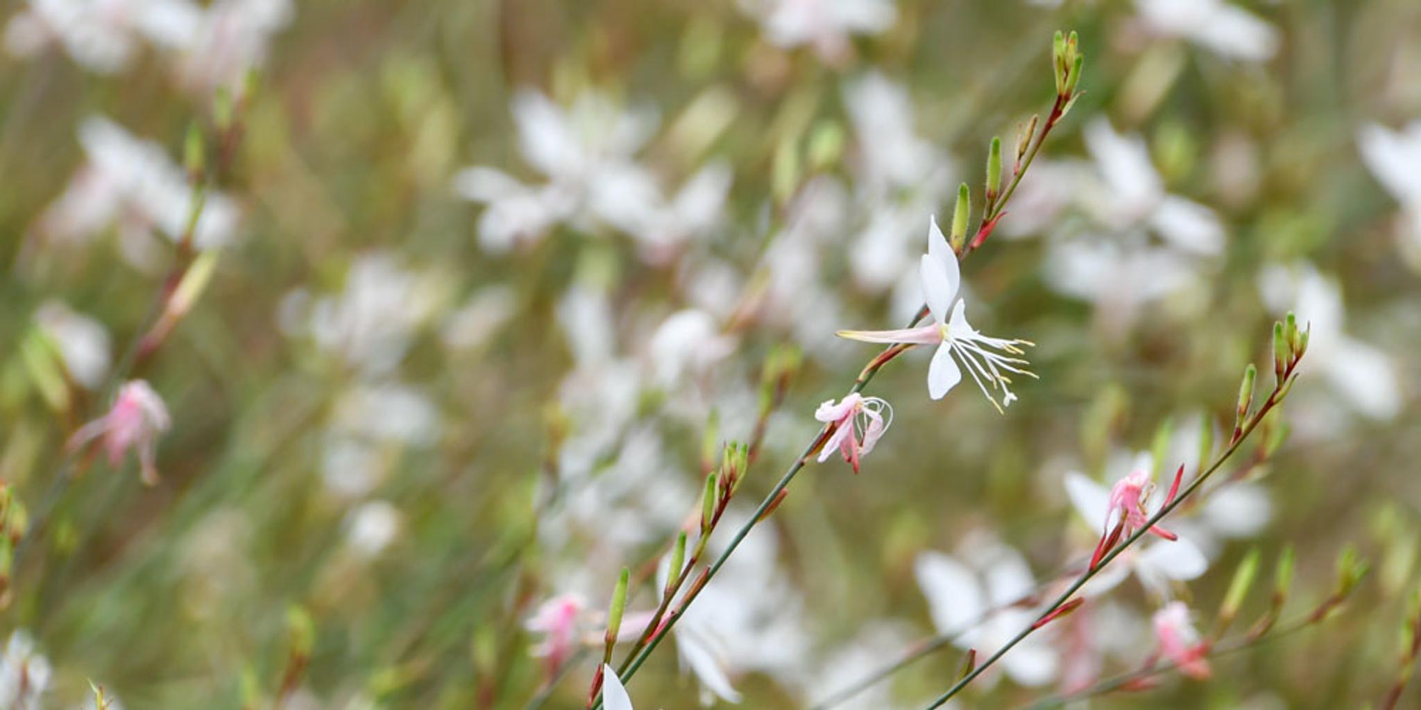 Close image of numerous gaura plants in bloom. 