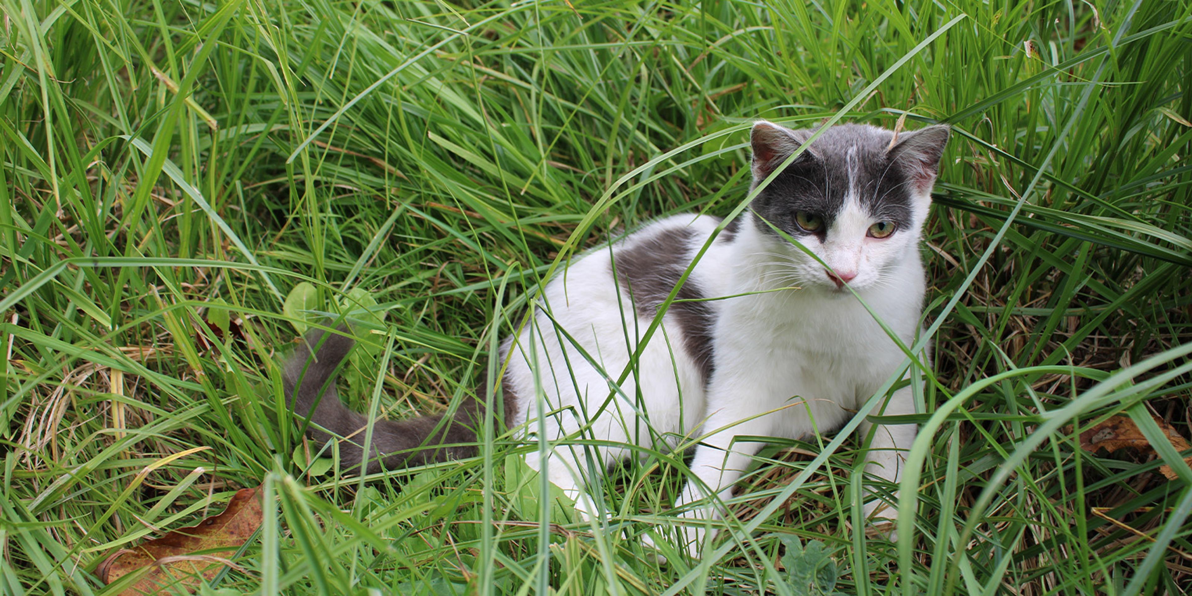 A cat lays in grasses and clover.