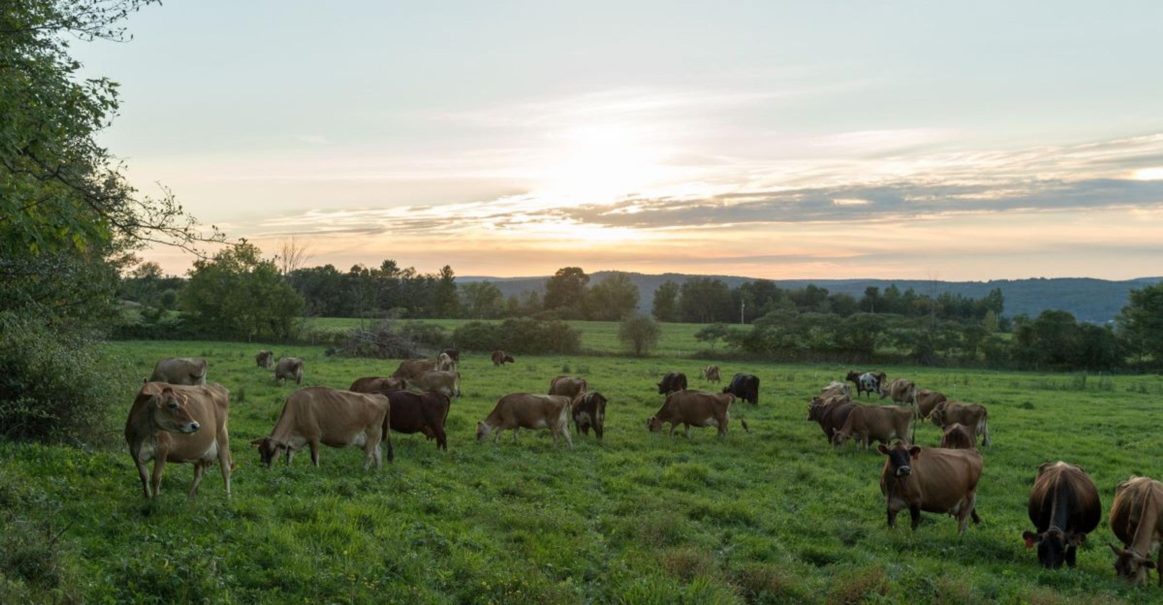 Cows enjoy outdoor time as the sun sets.