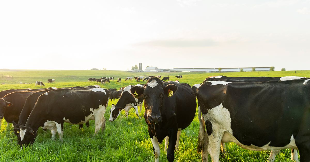 rBGH Decoded: What you Need to Know about Hormones in Dairy | Organic ...