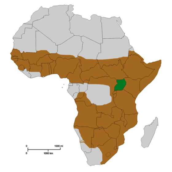 Distribution of banded mongoose