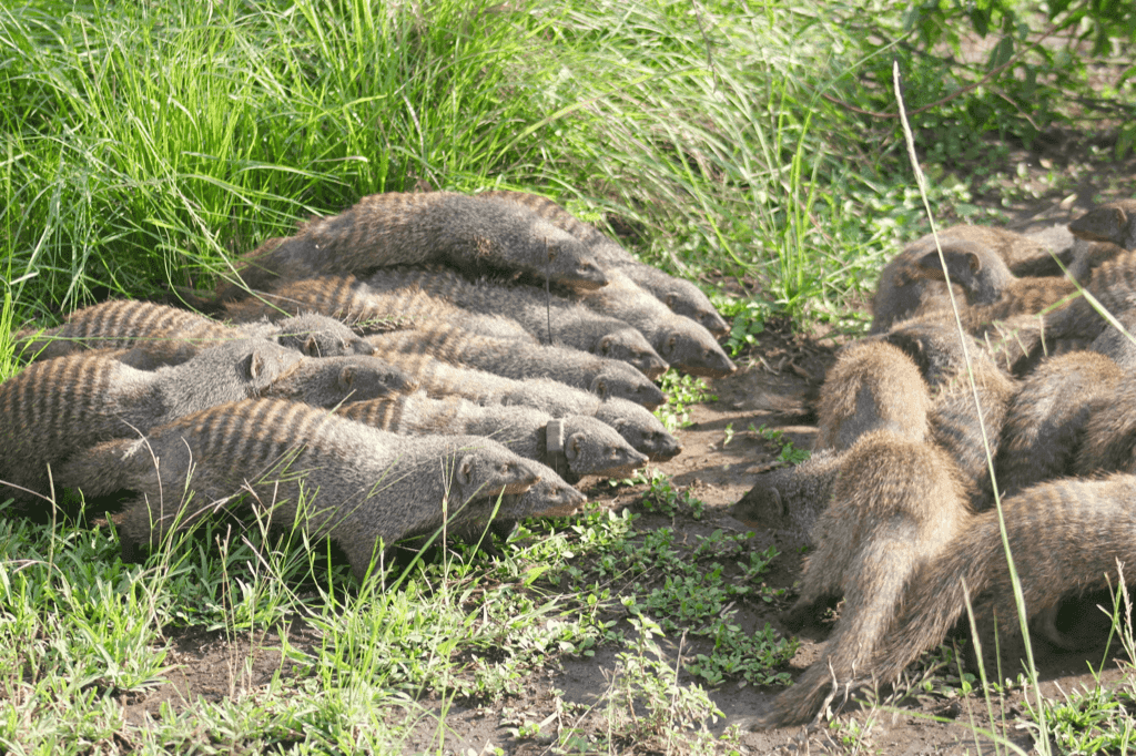 Intergroup conflict